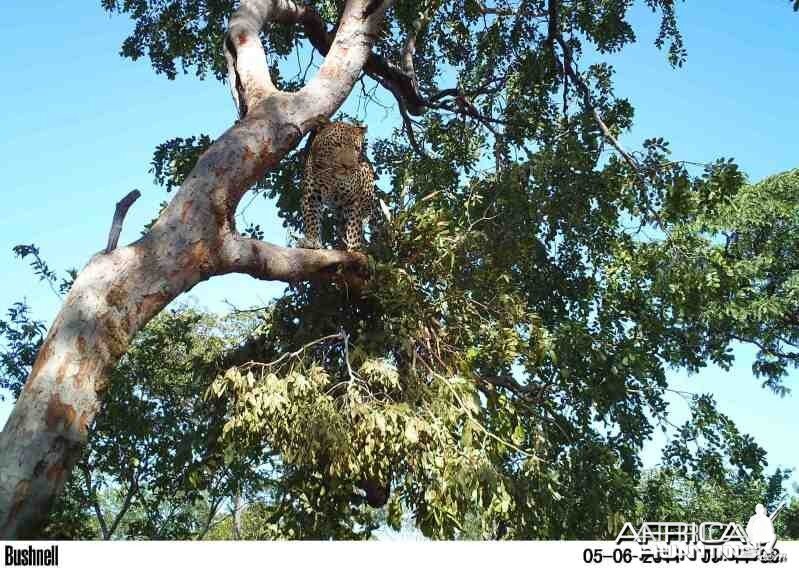 Leopard on Bait in Zimbabwe