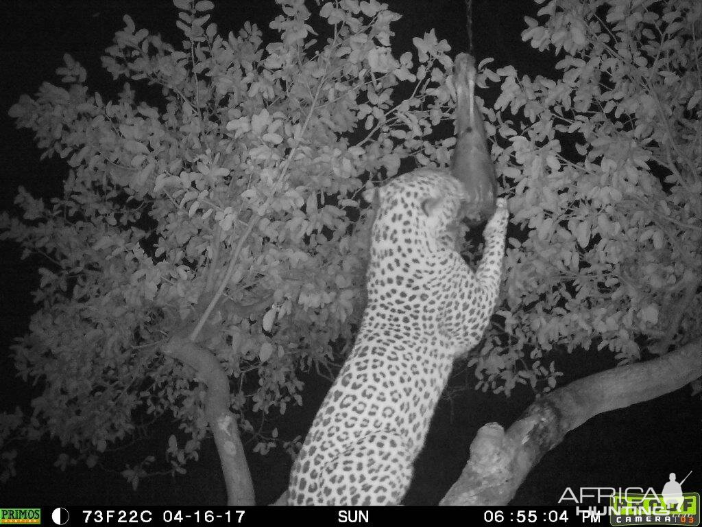 Leopard on bait Namibia