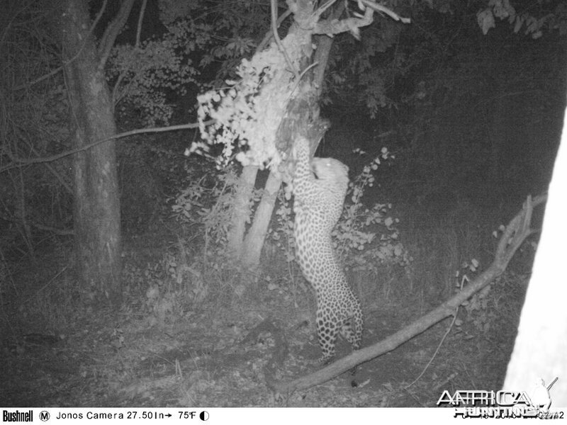 Leopard on bait Zimbabwe