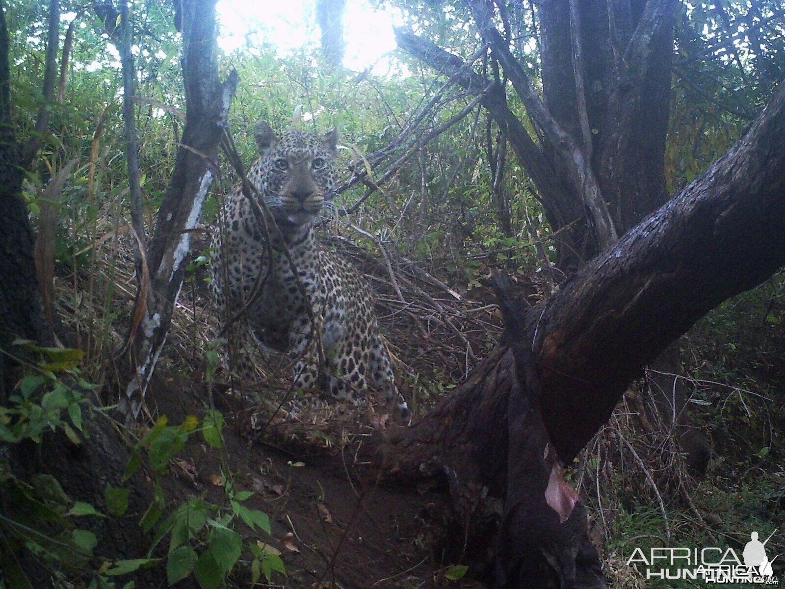 Leopard on bait