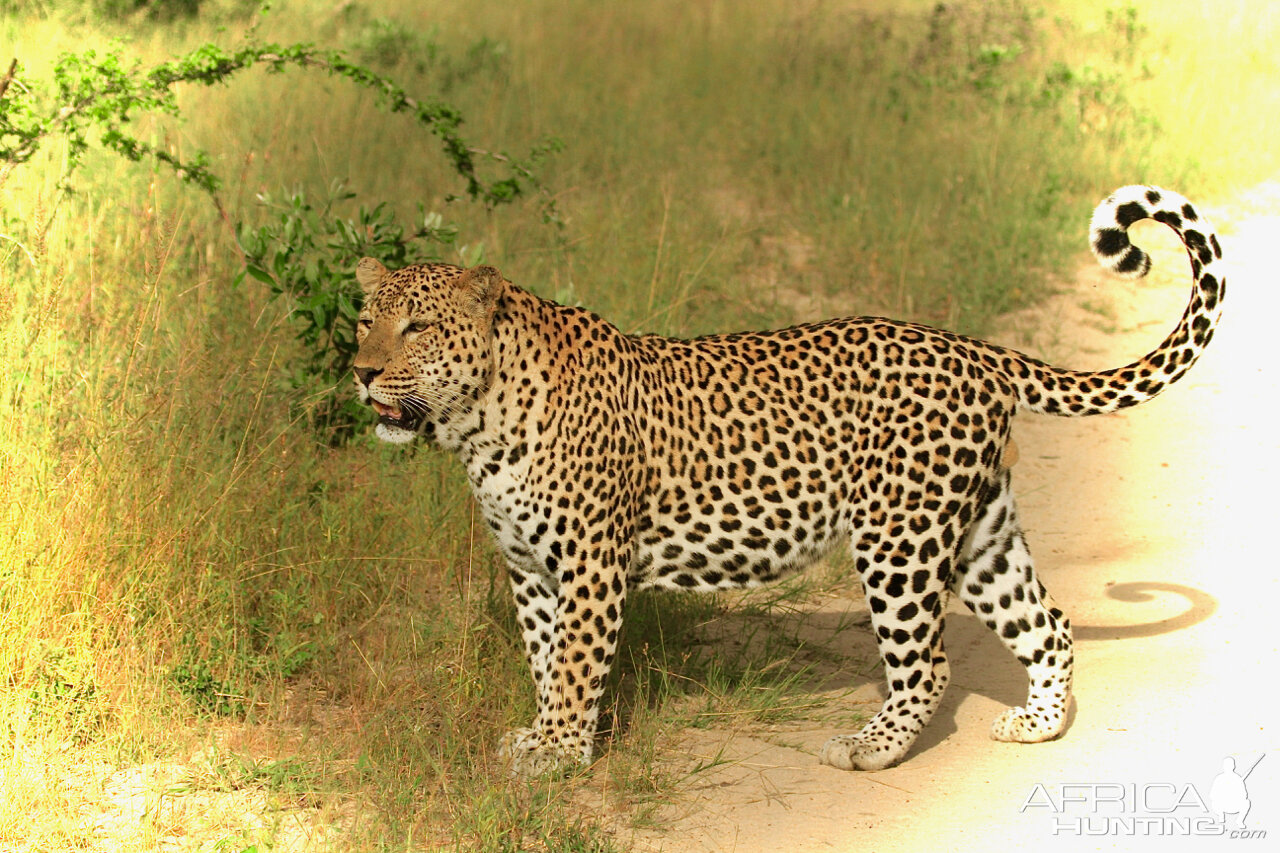 Leopard on Photo Safari in South Africa