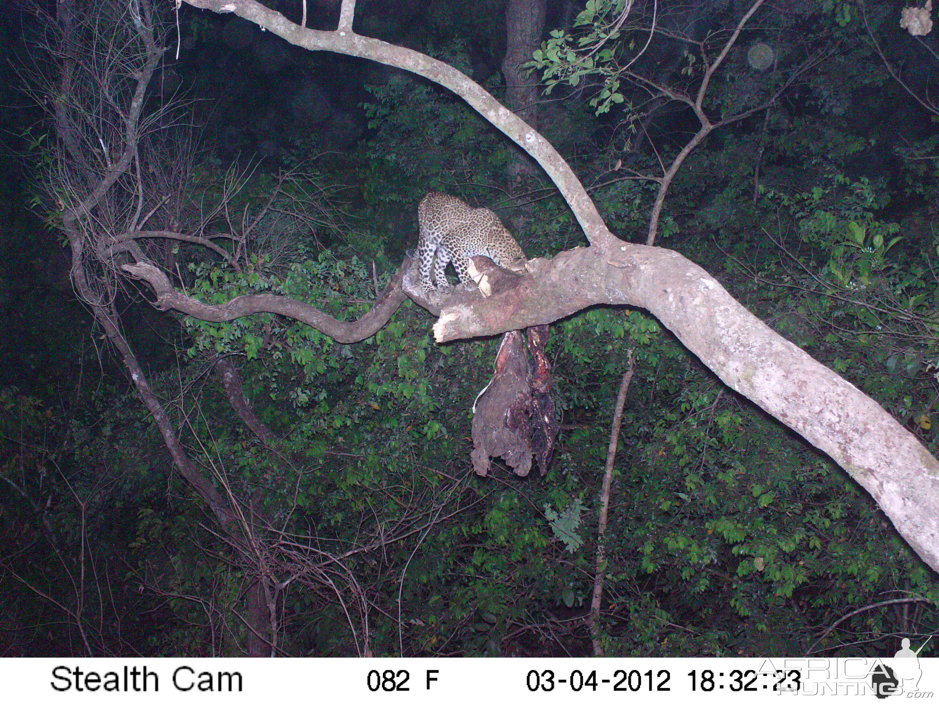 Leopard on Trail Camera