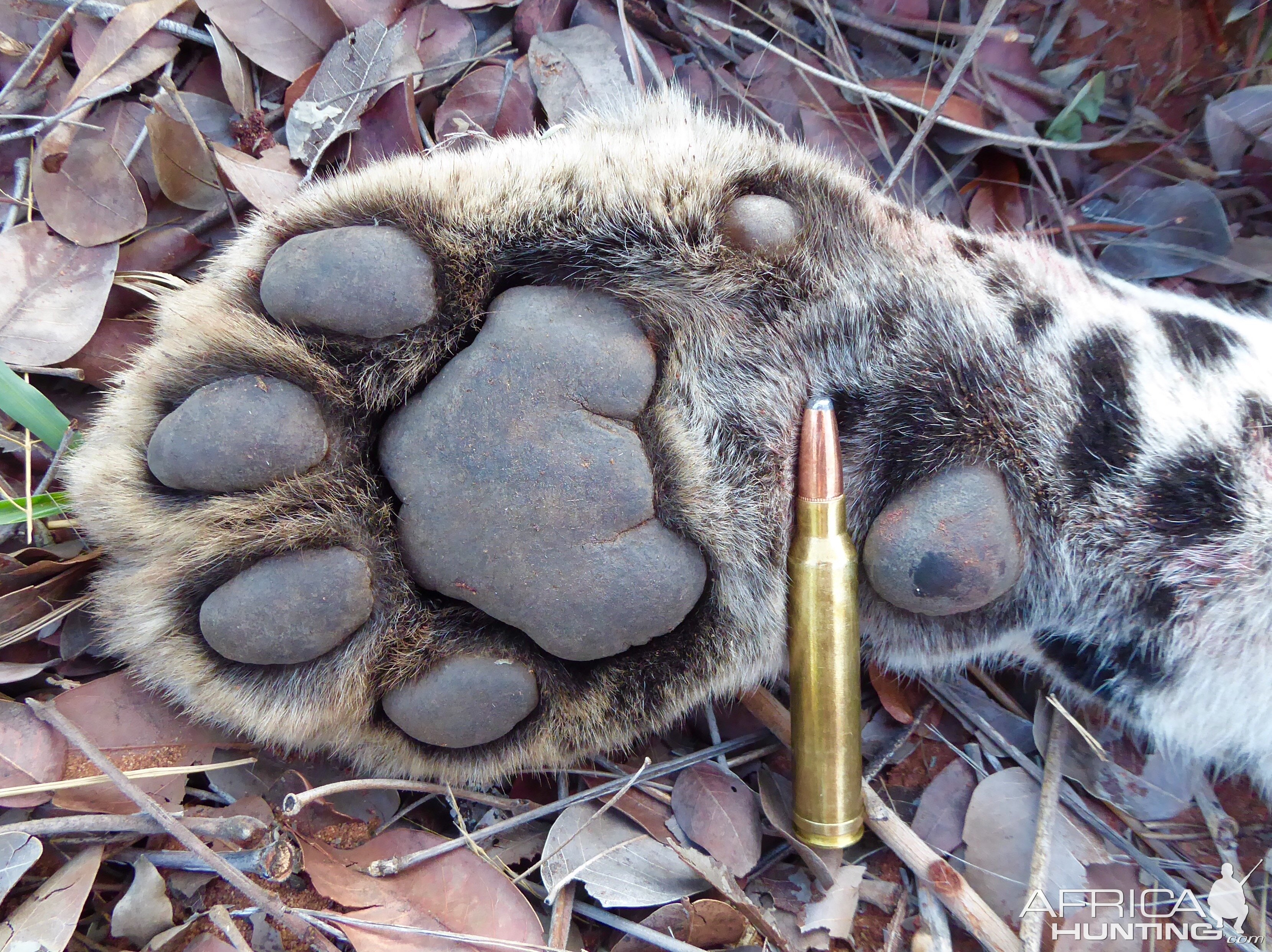 Leopard Paw with 300 Winchester Magnum