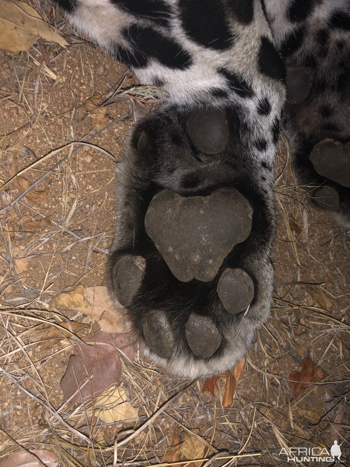 Leopard Paw