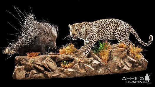 Leopard & Porcupine Full Mount Taxidermy