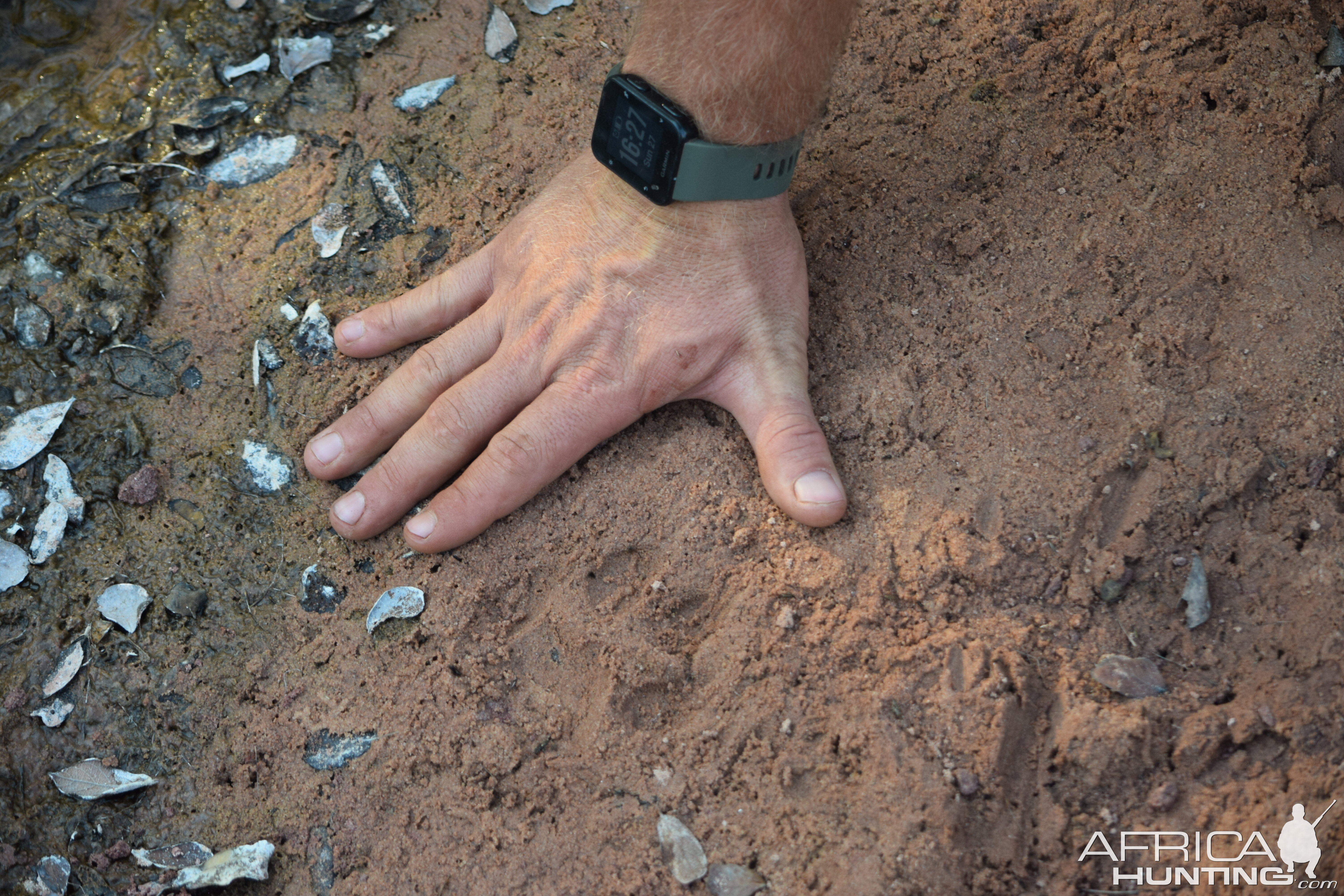 Leopard Print Track Zimbabwe