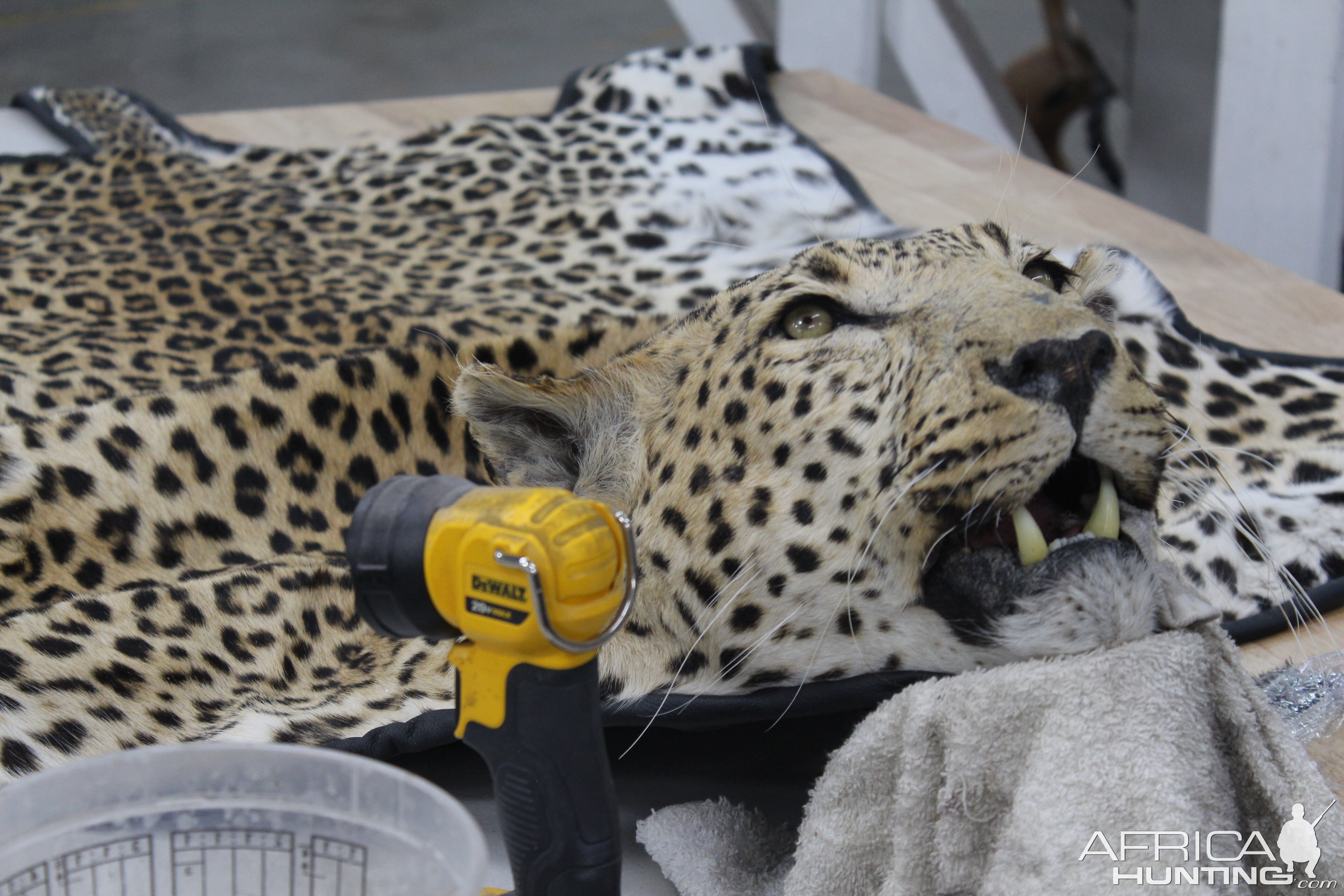 Leopard Rug