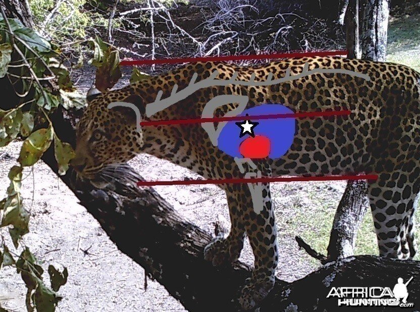 Leopard Shot Placement