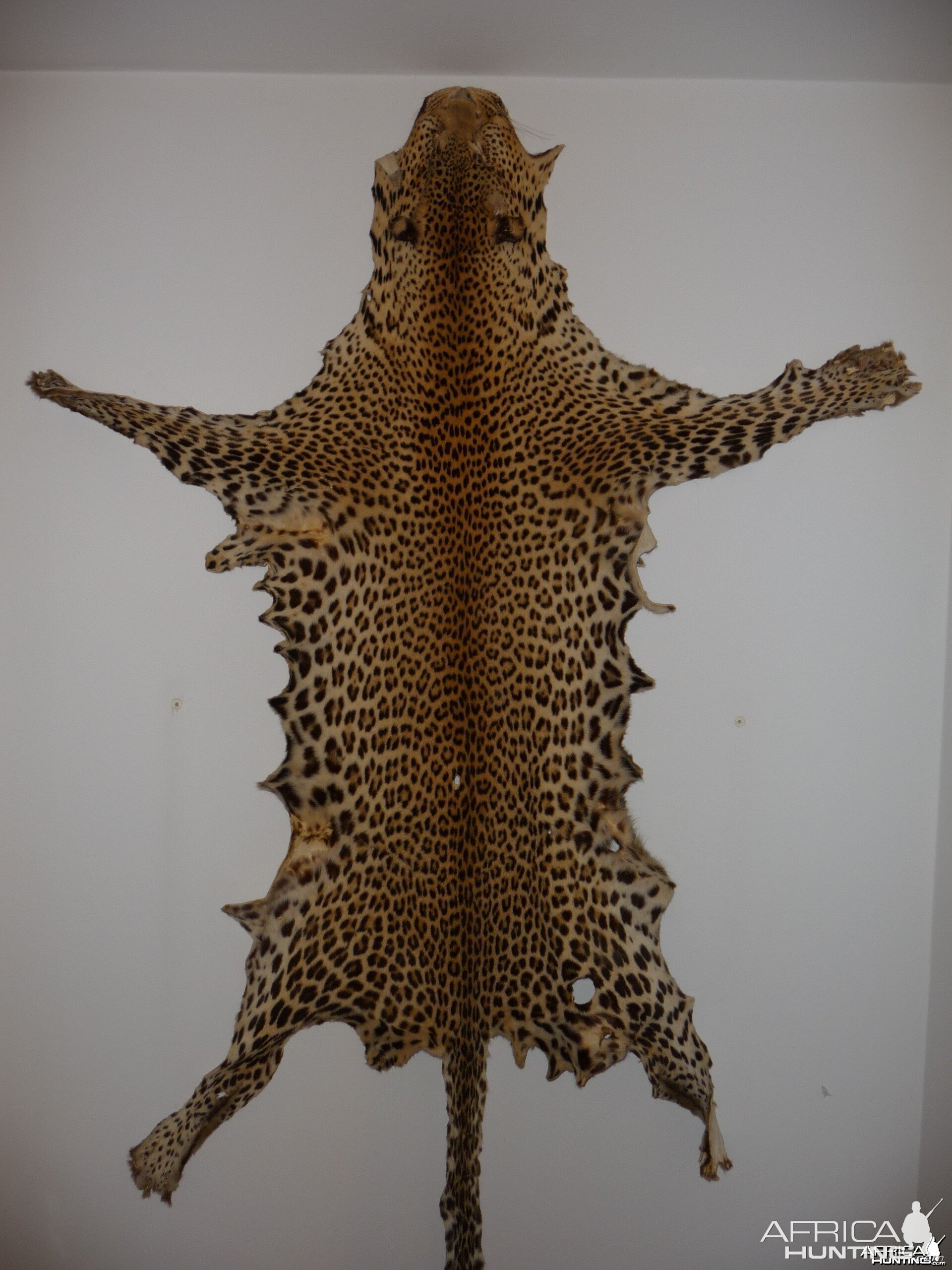 Leopard skin