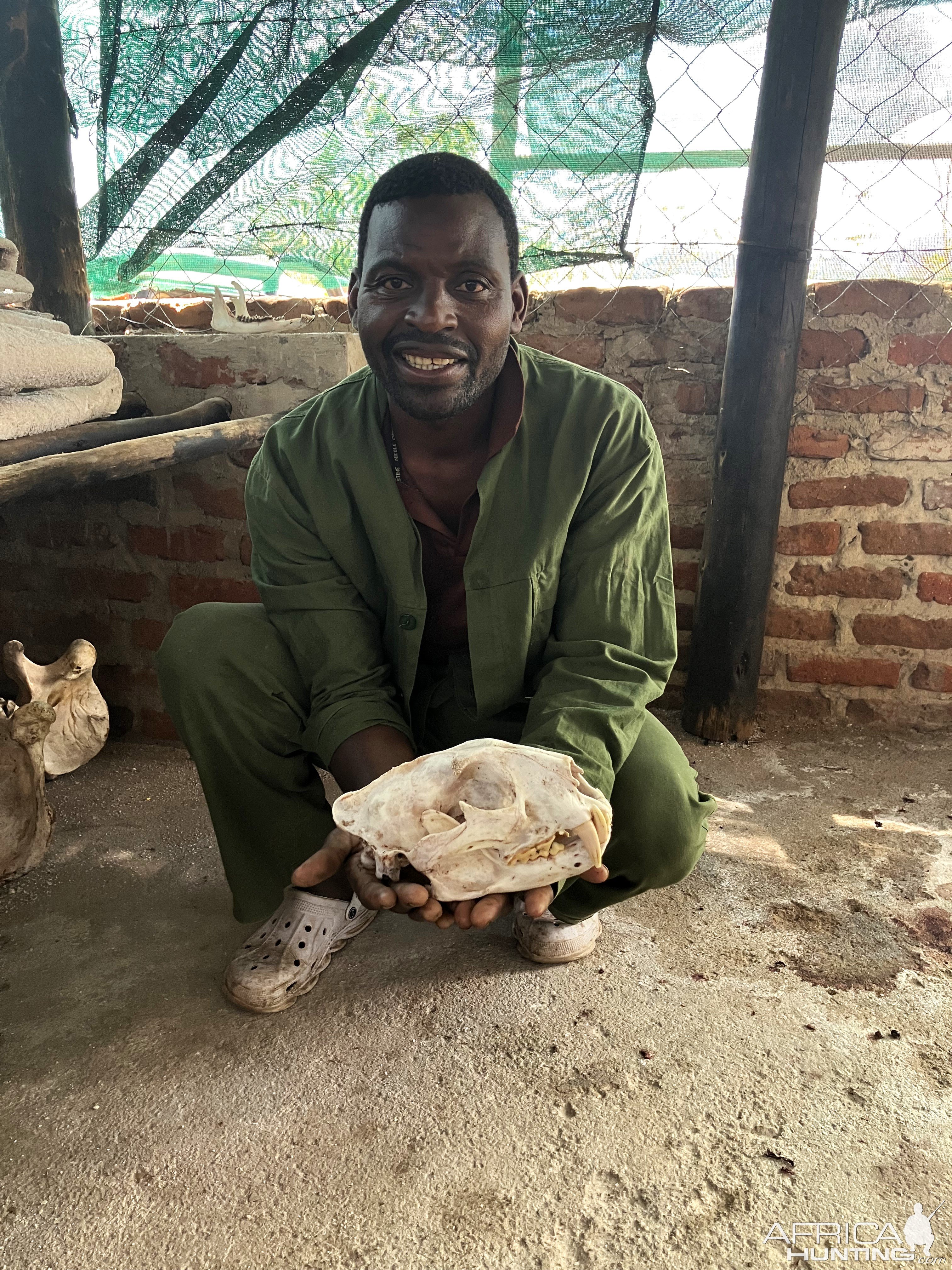 Leopard Skull