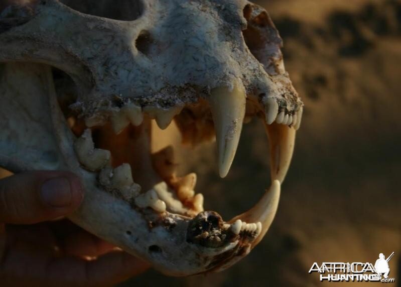 Leopard Skull