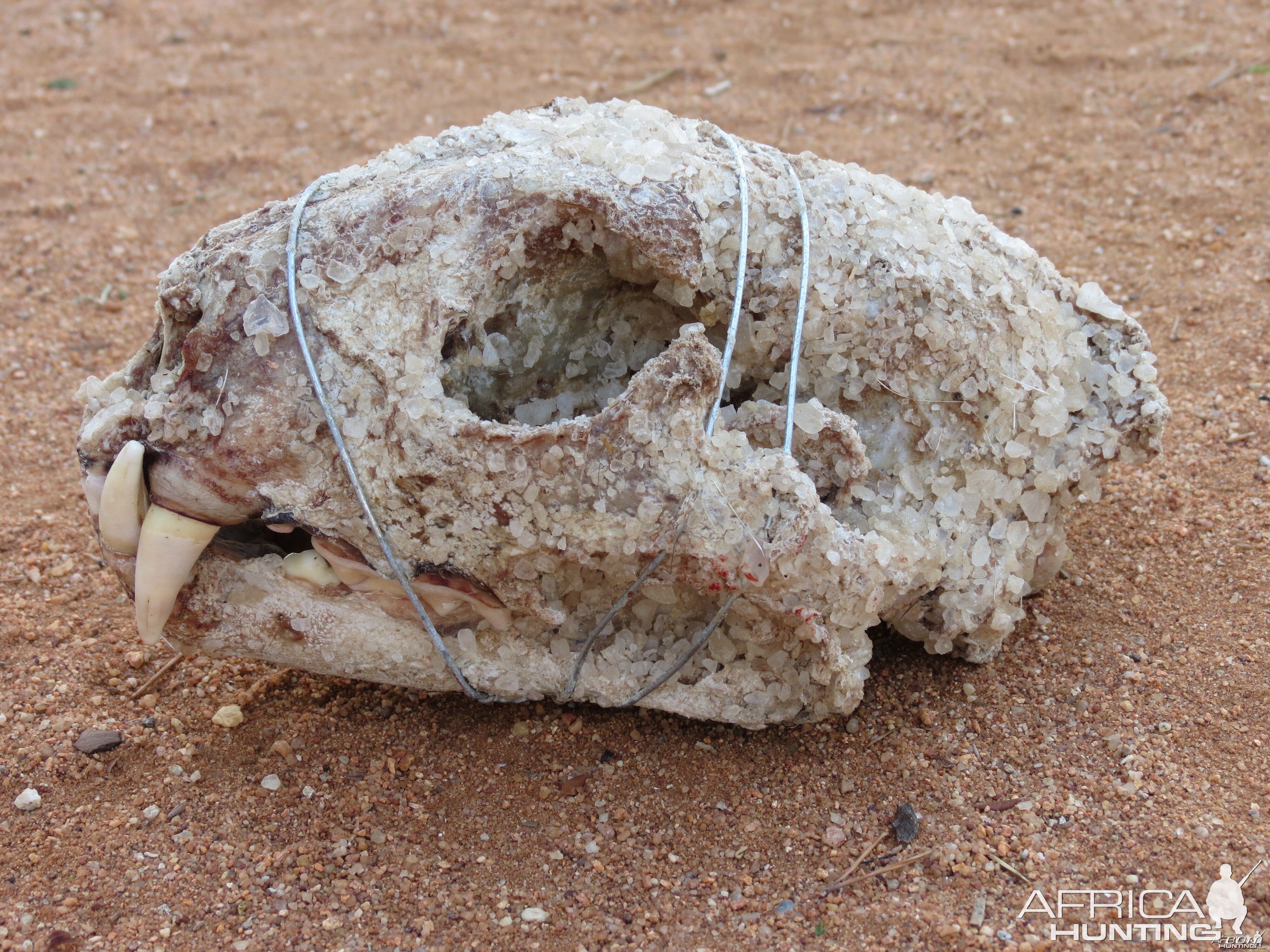 Leopard Skull