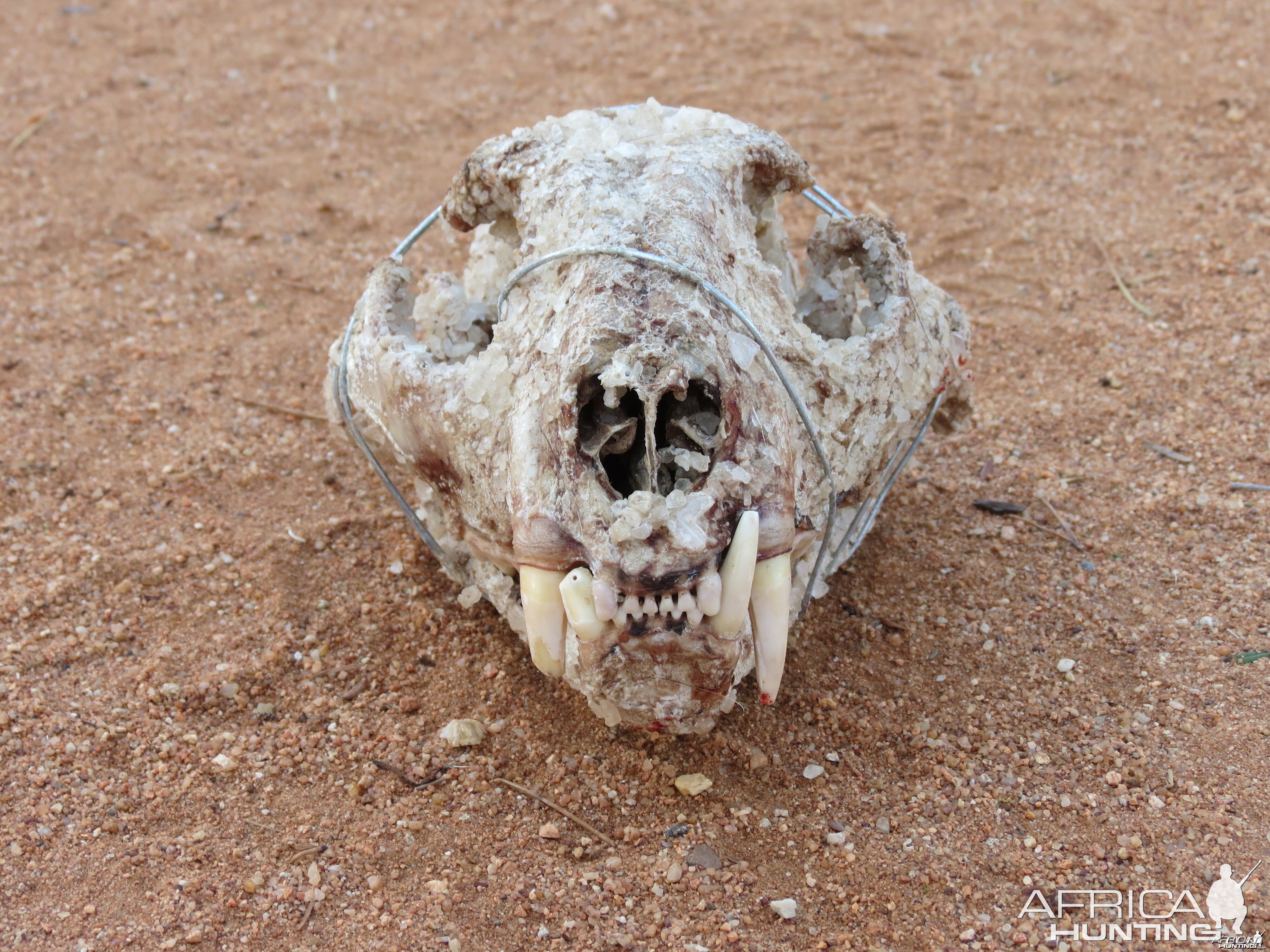 Leopard Skull