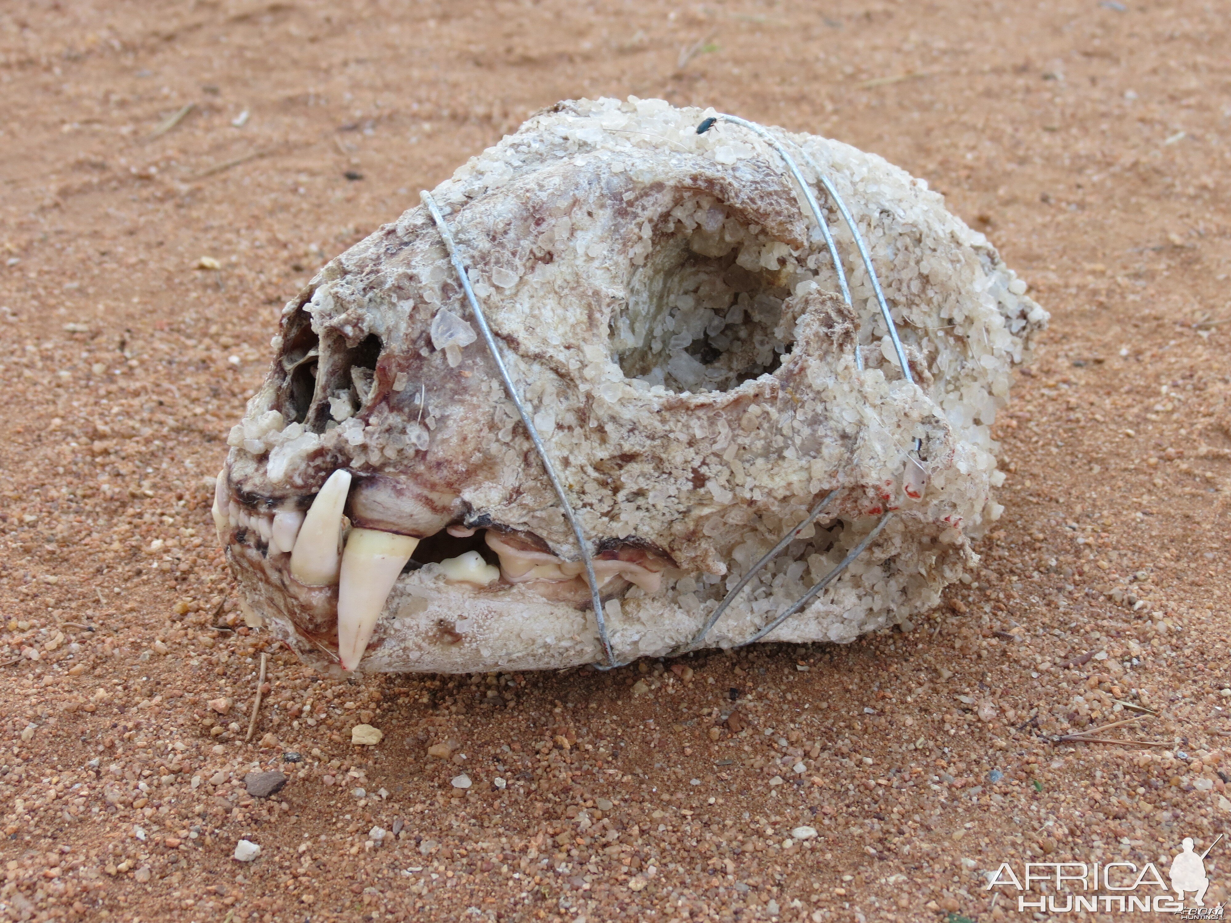 Leopard Skull