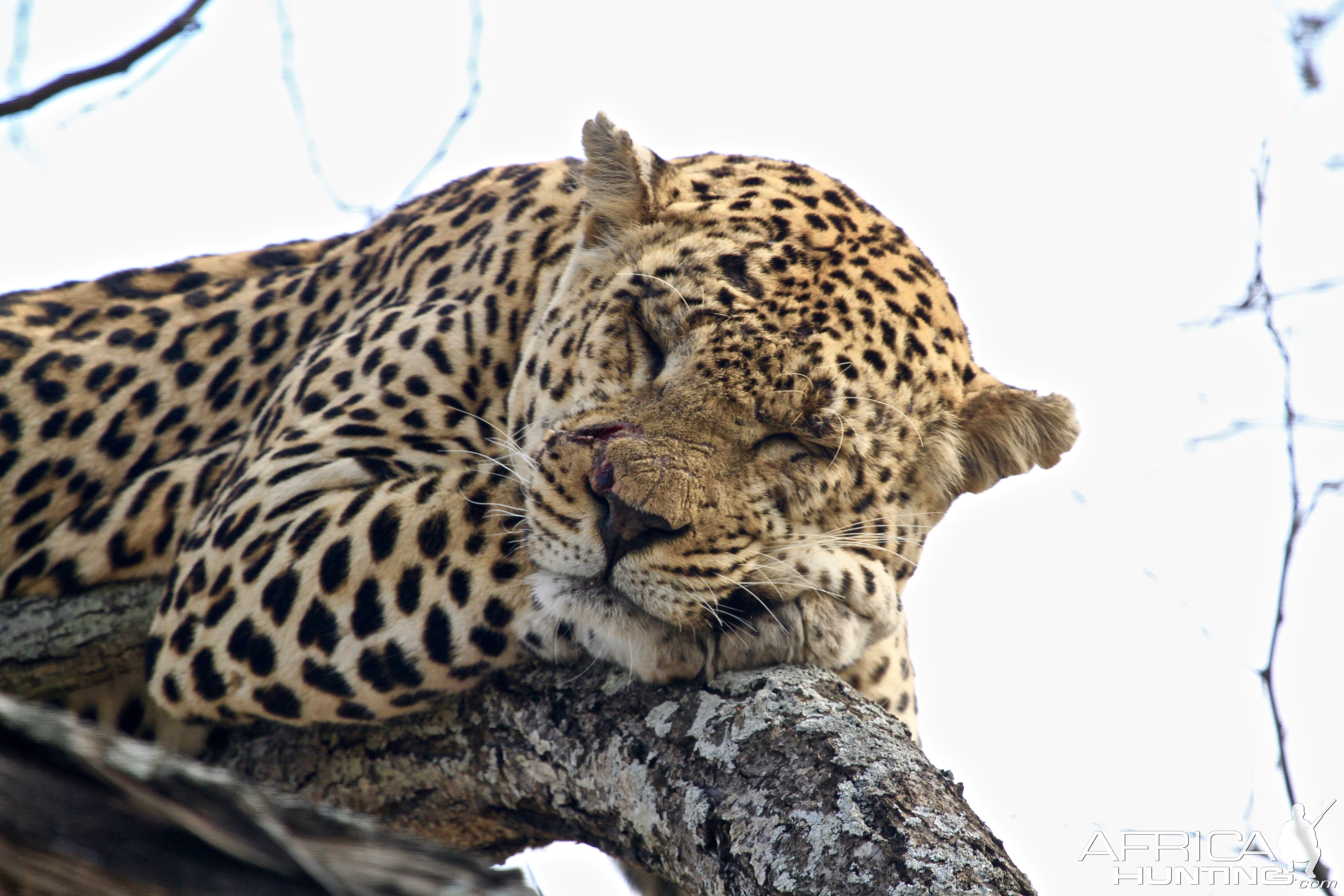 Leopard South Africa