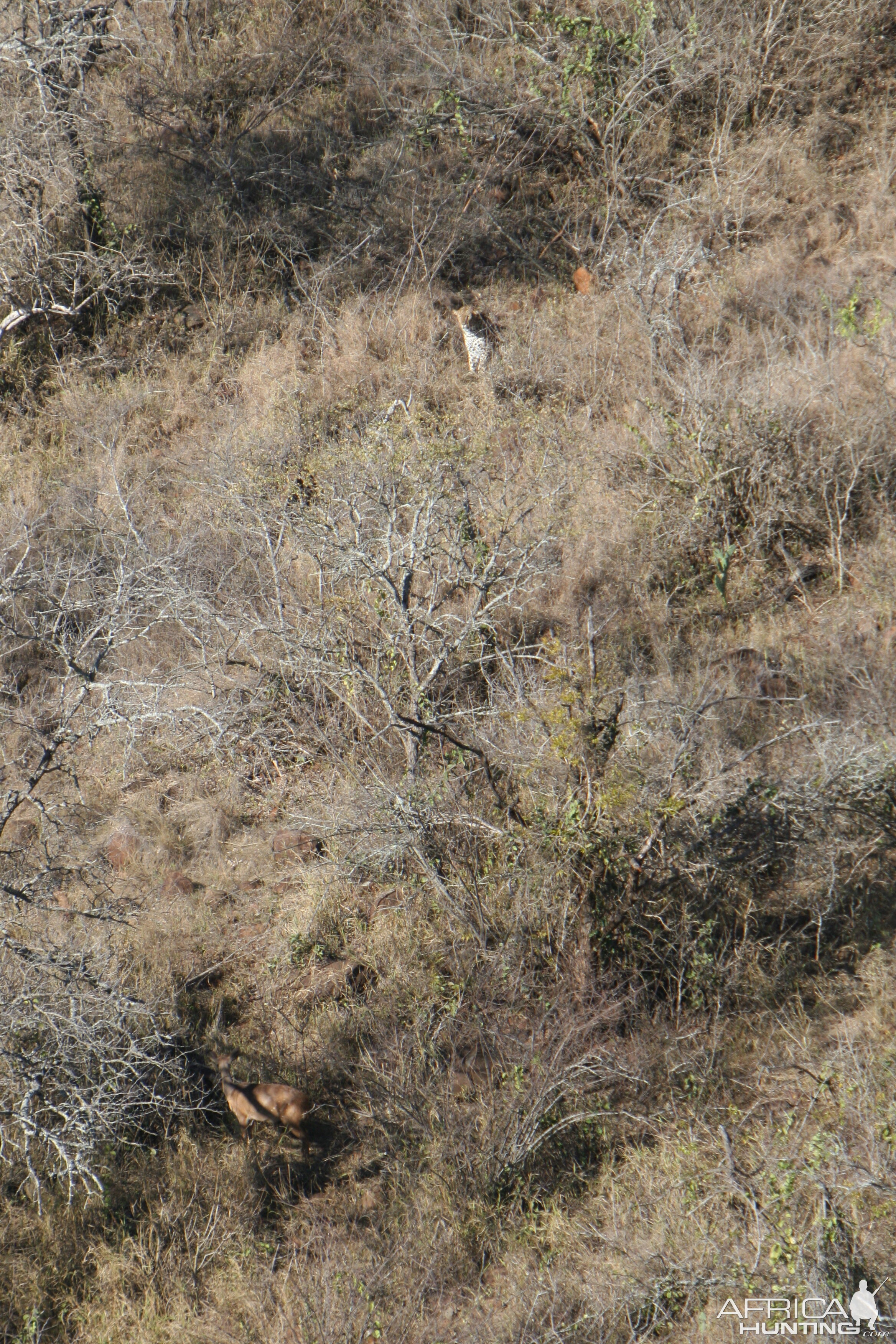 Leopard stalking Bushbuck