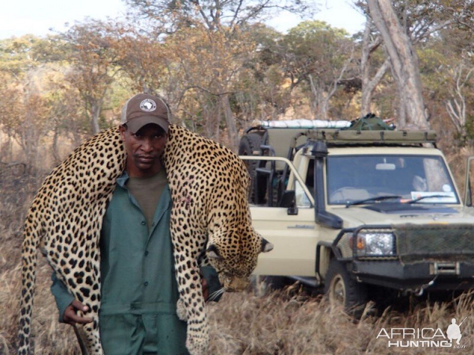 Leopard Tanzania Hunting | AfricaHunting.com