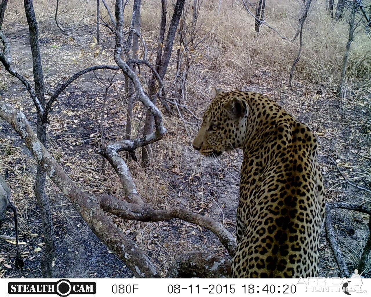 Leopard  Tanzania Trail Cam