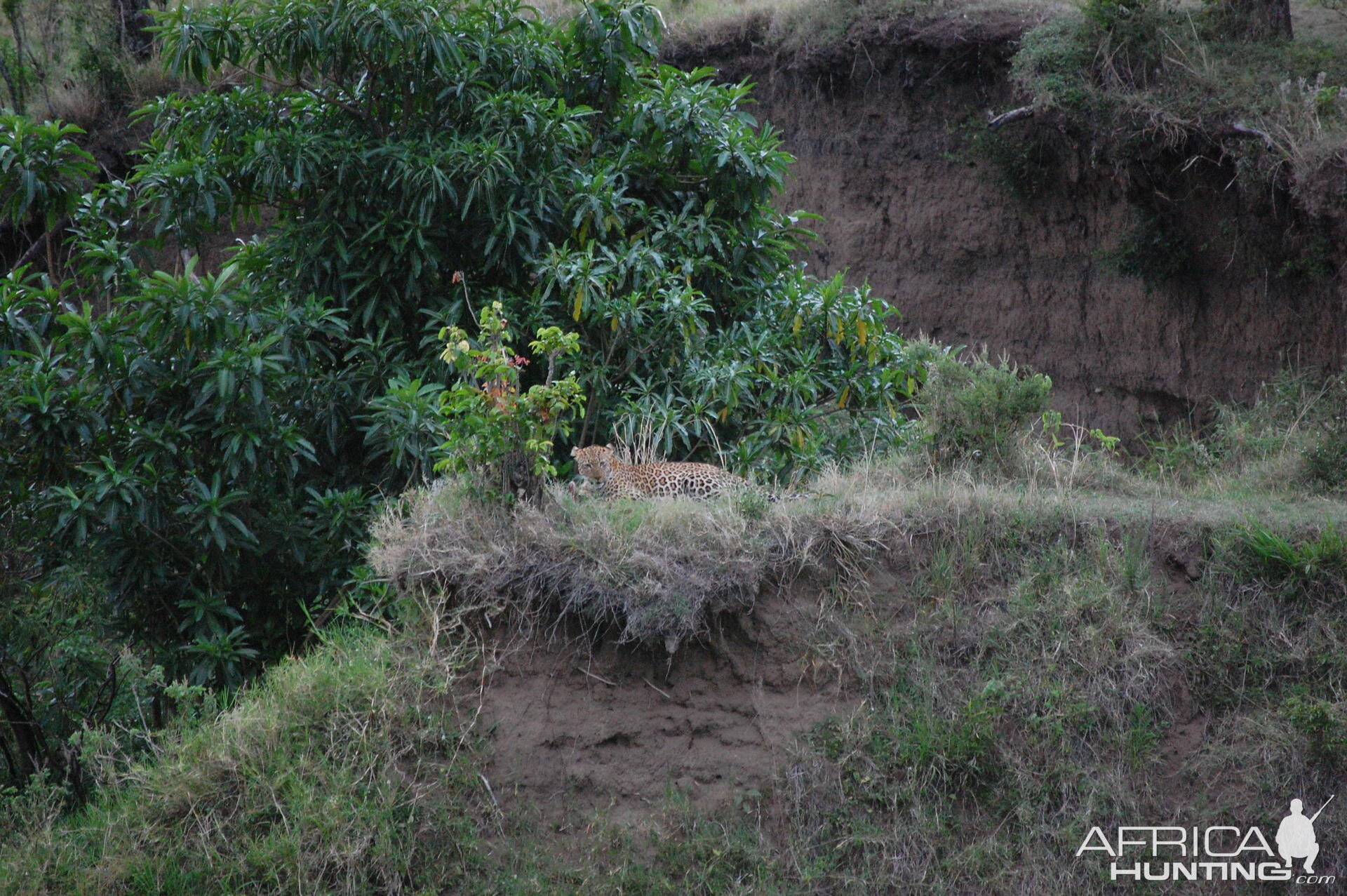 Leopard Tanzania