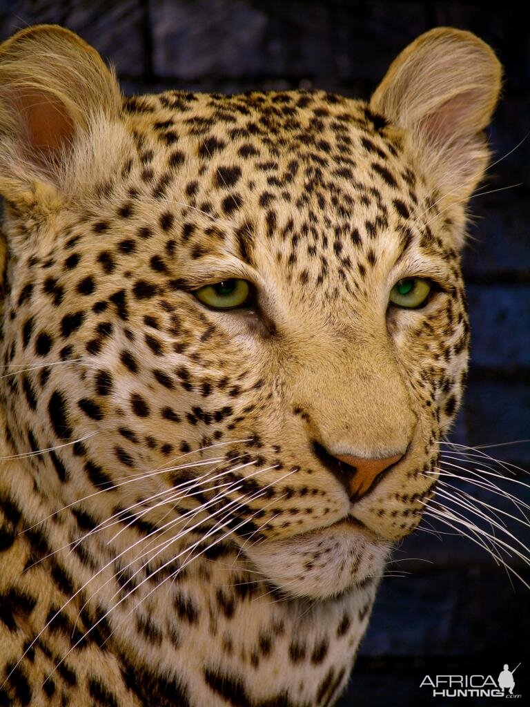 Leopard Taxidermy Mount