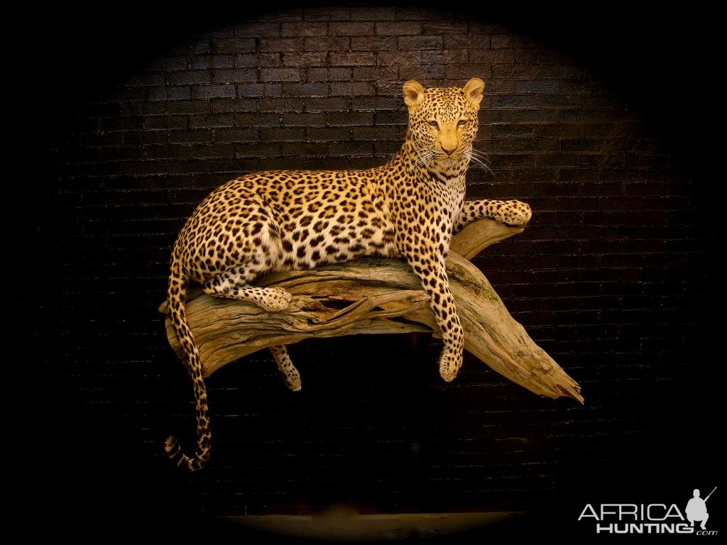 Leopard Taxidermy Mount