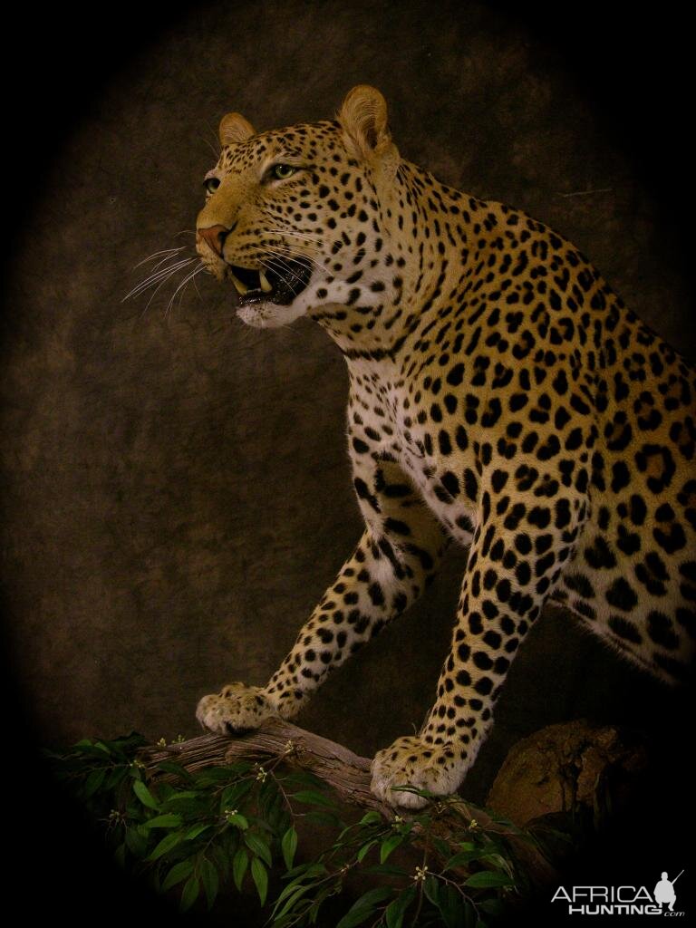 Leopard Taxidermy