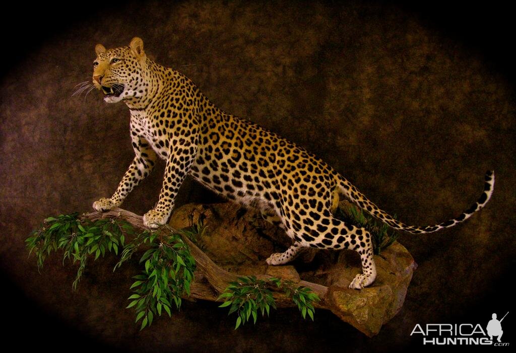 Leopard Taxidermy