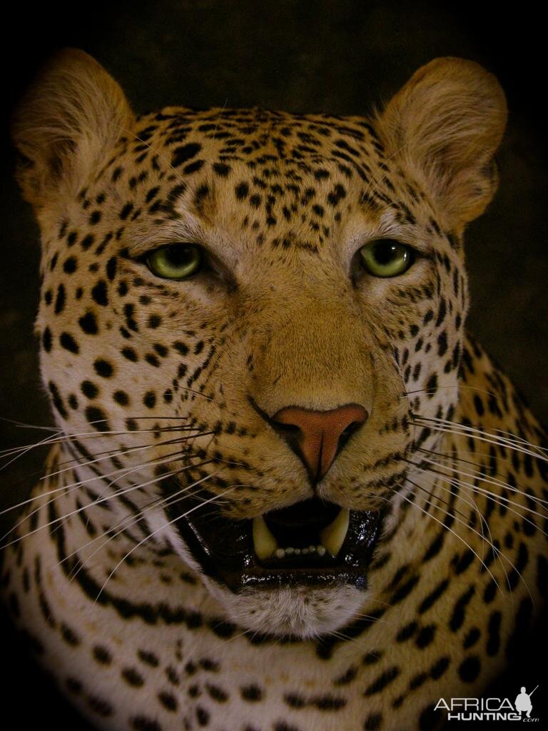 Leopard Taxidermy