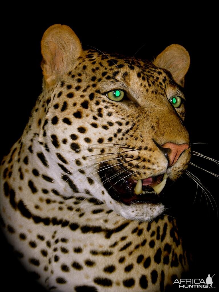 Leopard Taxidermy