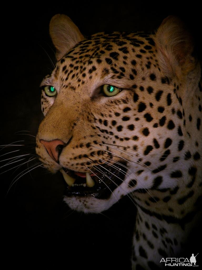 Leopard Taxidermy