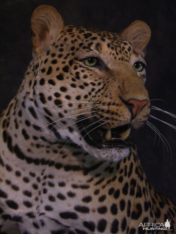 Leopard Taxidermy