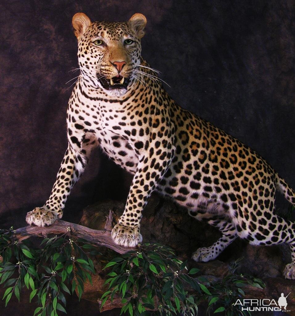 Leopard Taxidermy