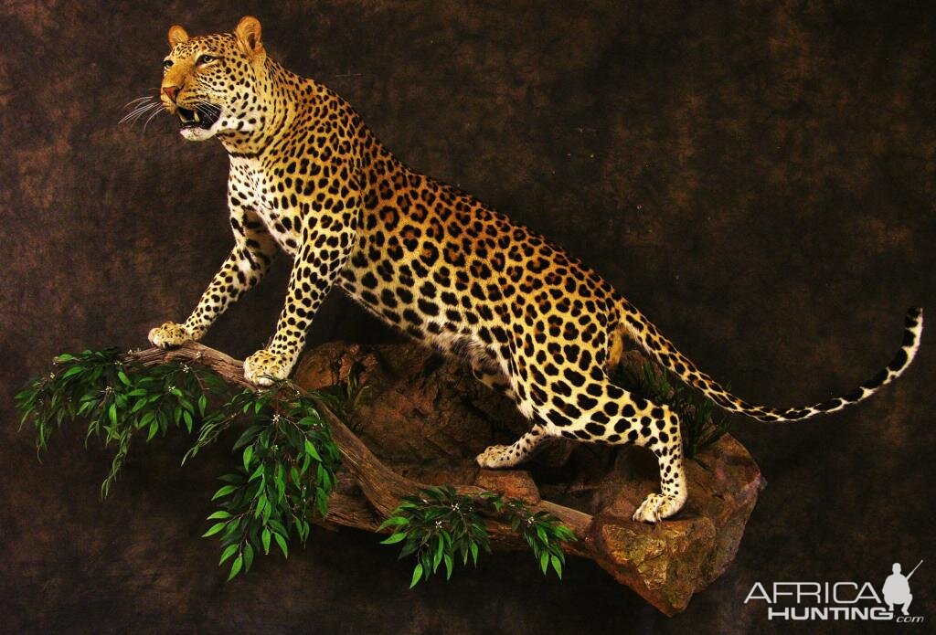 Leopard Taxidermy