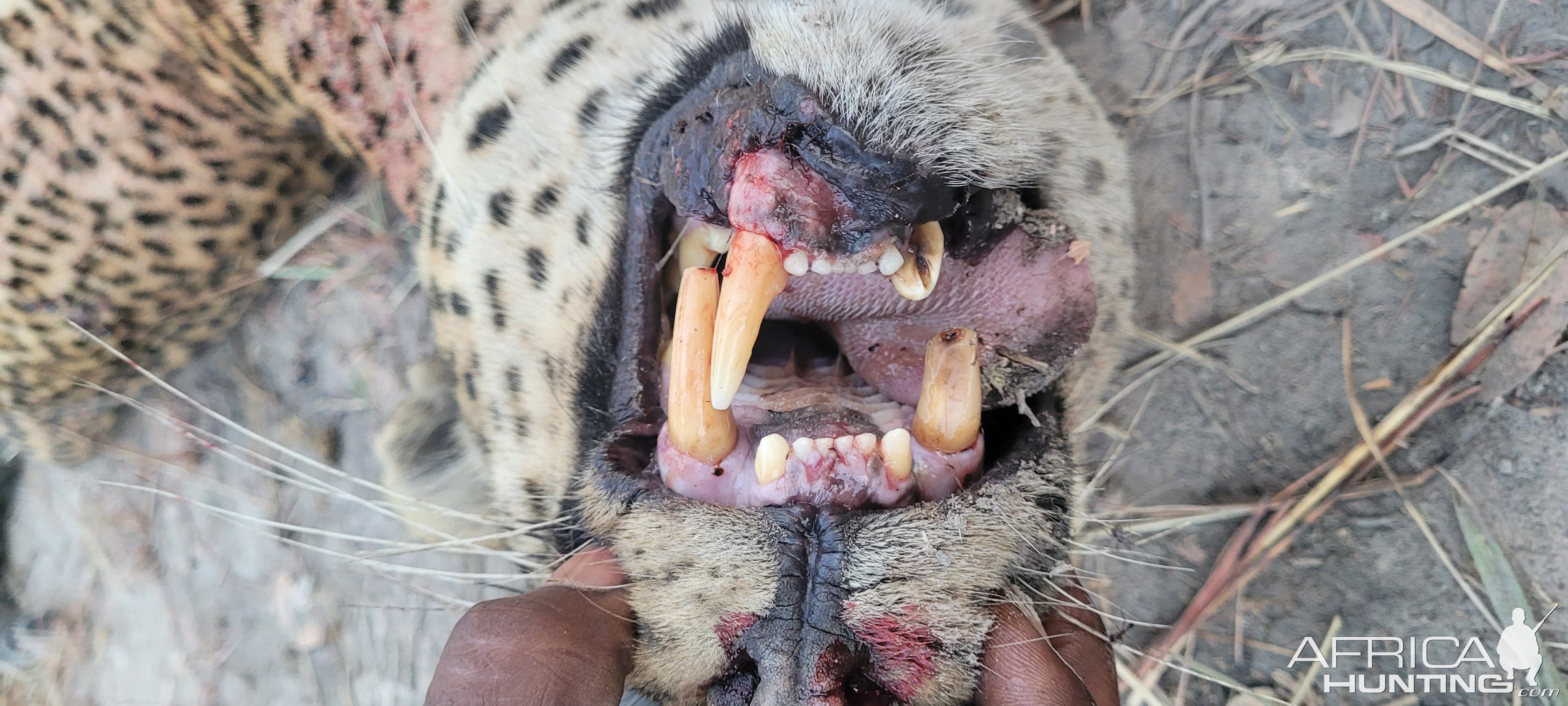 Leopard Teeth Tanzania