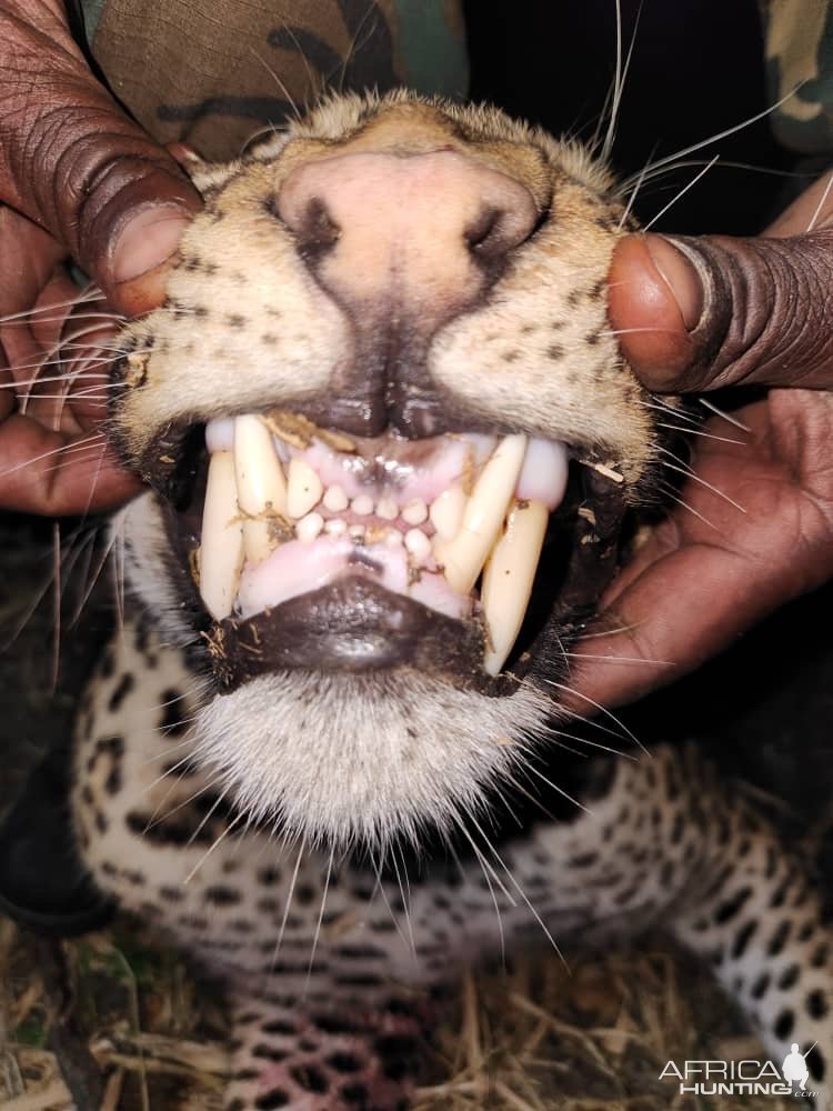 Leopard Teeth Zambia