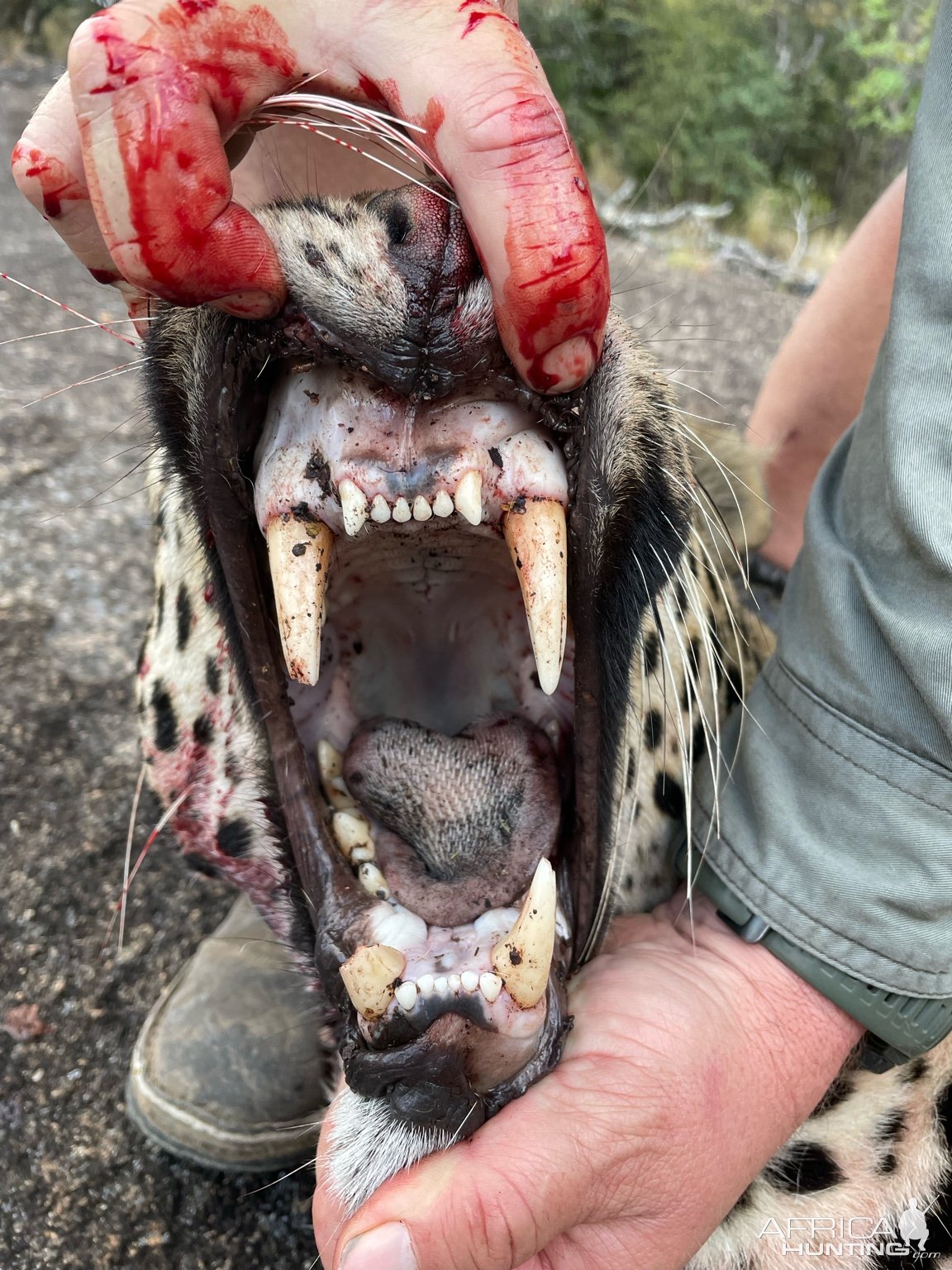 Leopard Teeth