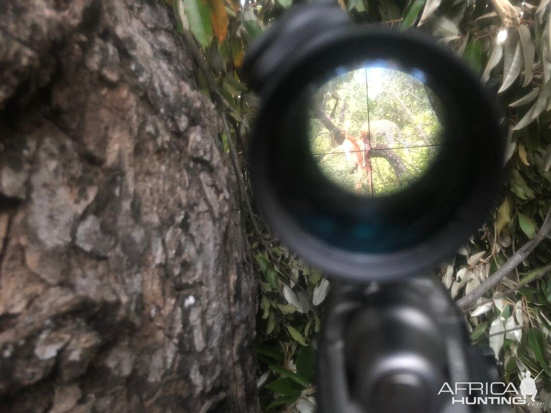 Leopard through scope