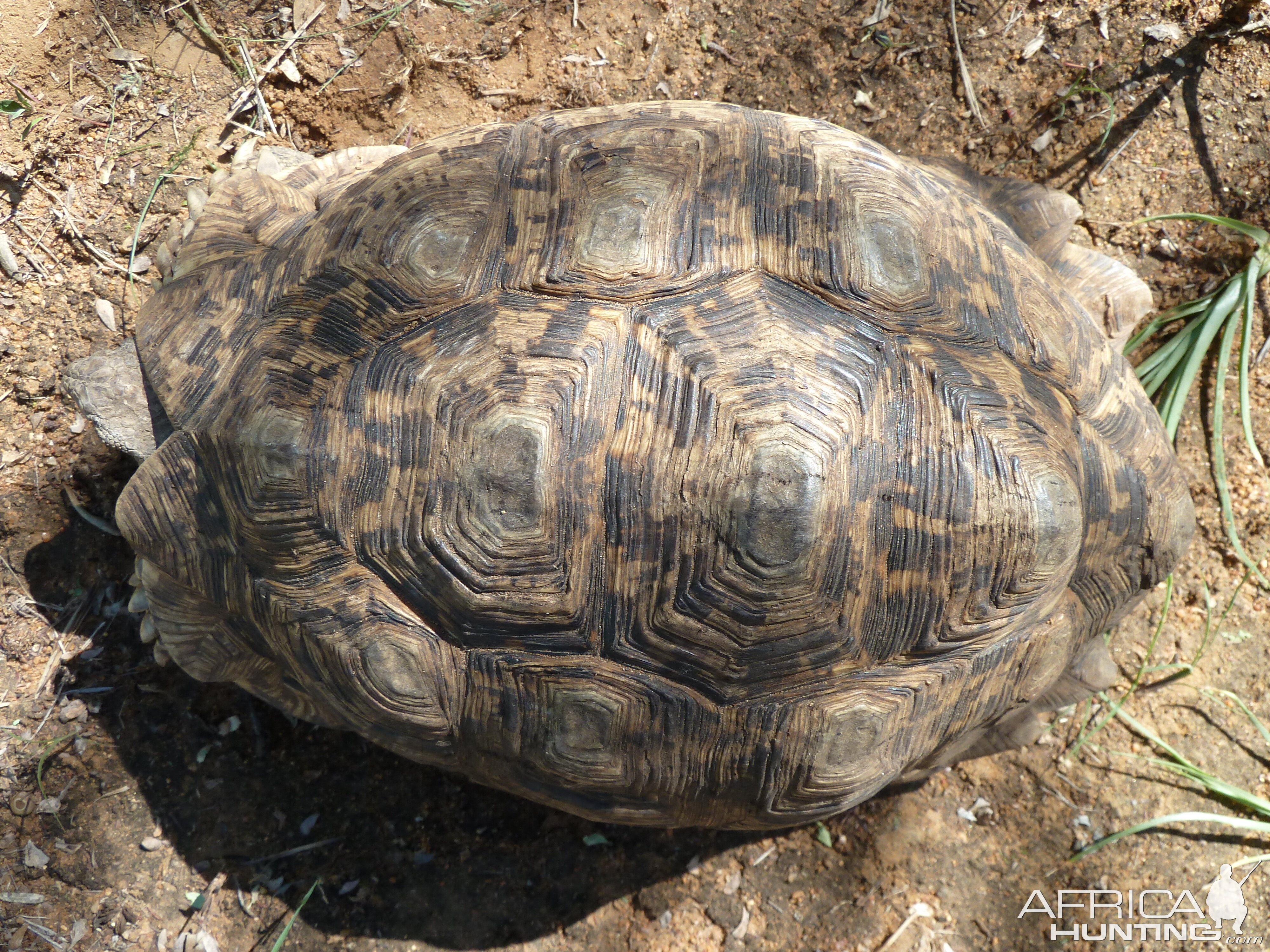 Leopard Tortoise Namibia