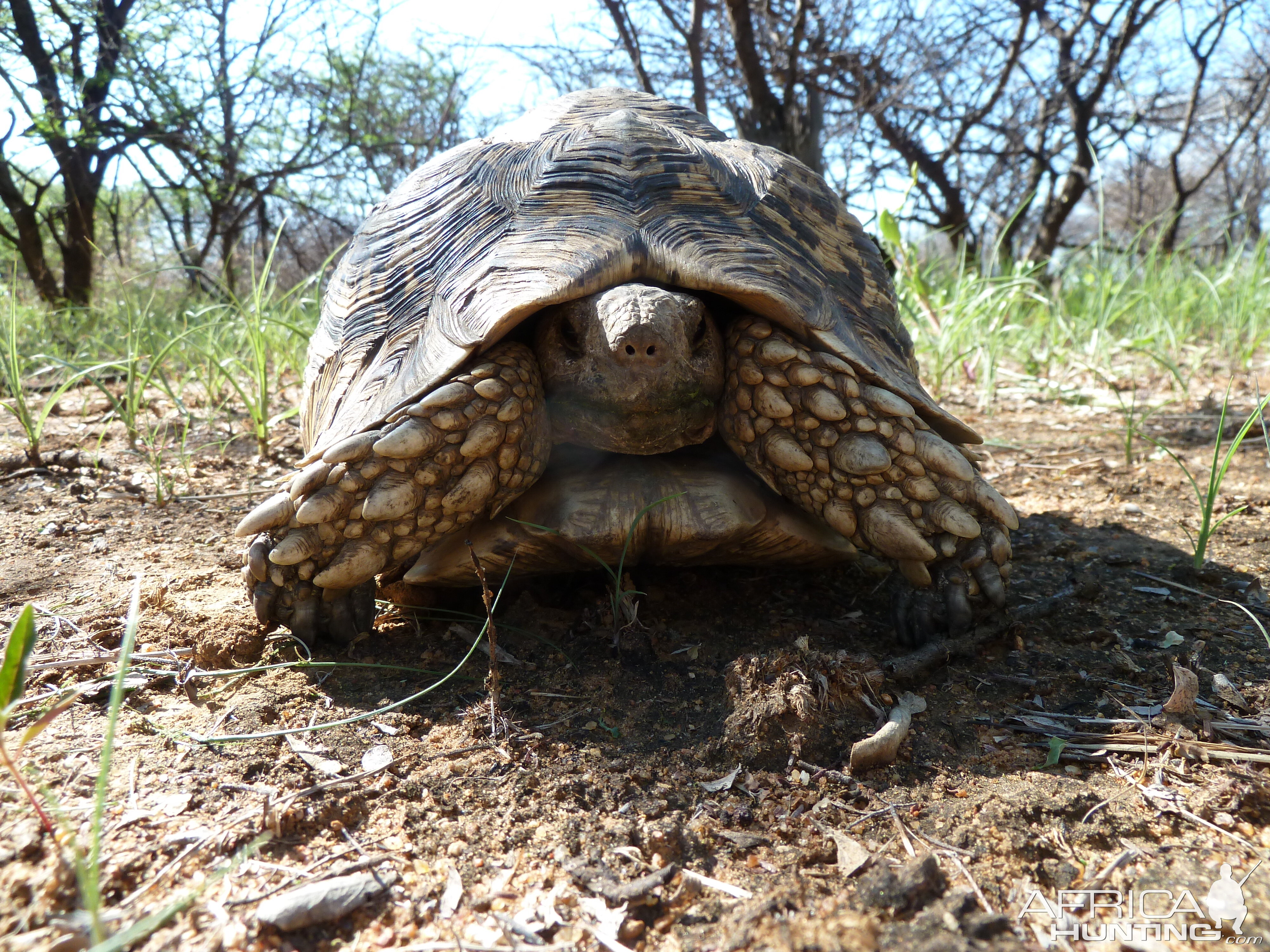 Leopard Tortoise Namibia