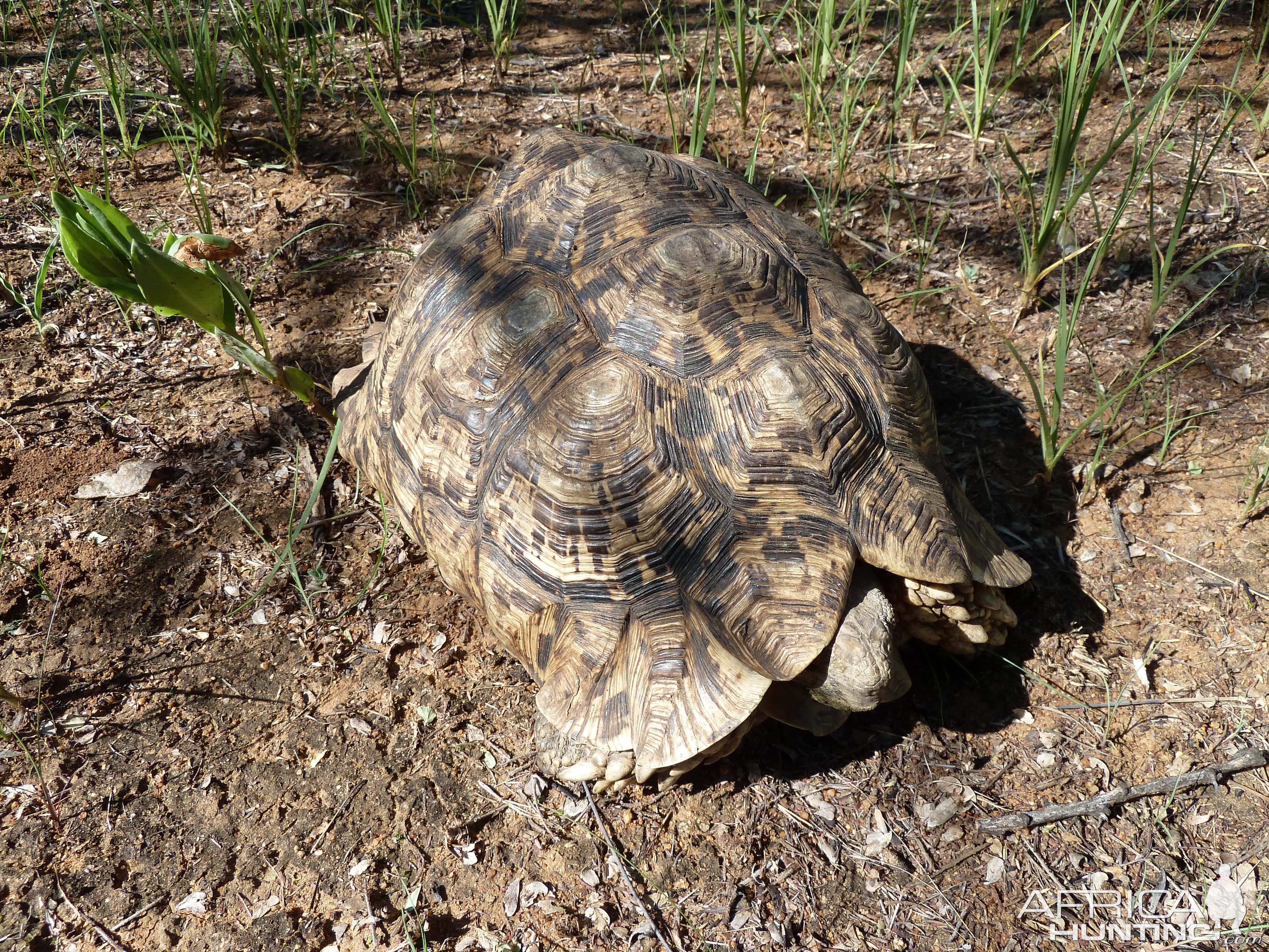 Leopard Tortoise Namibia