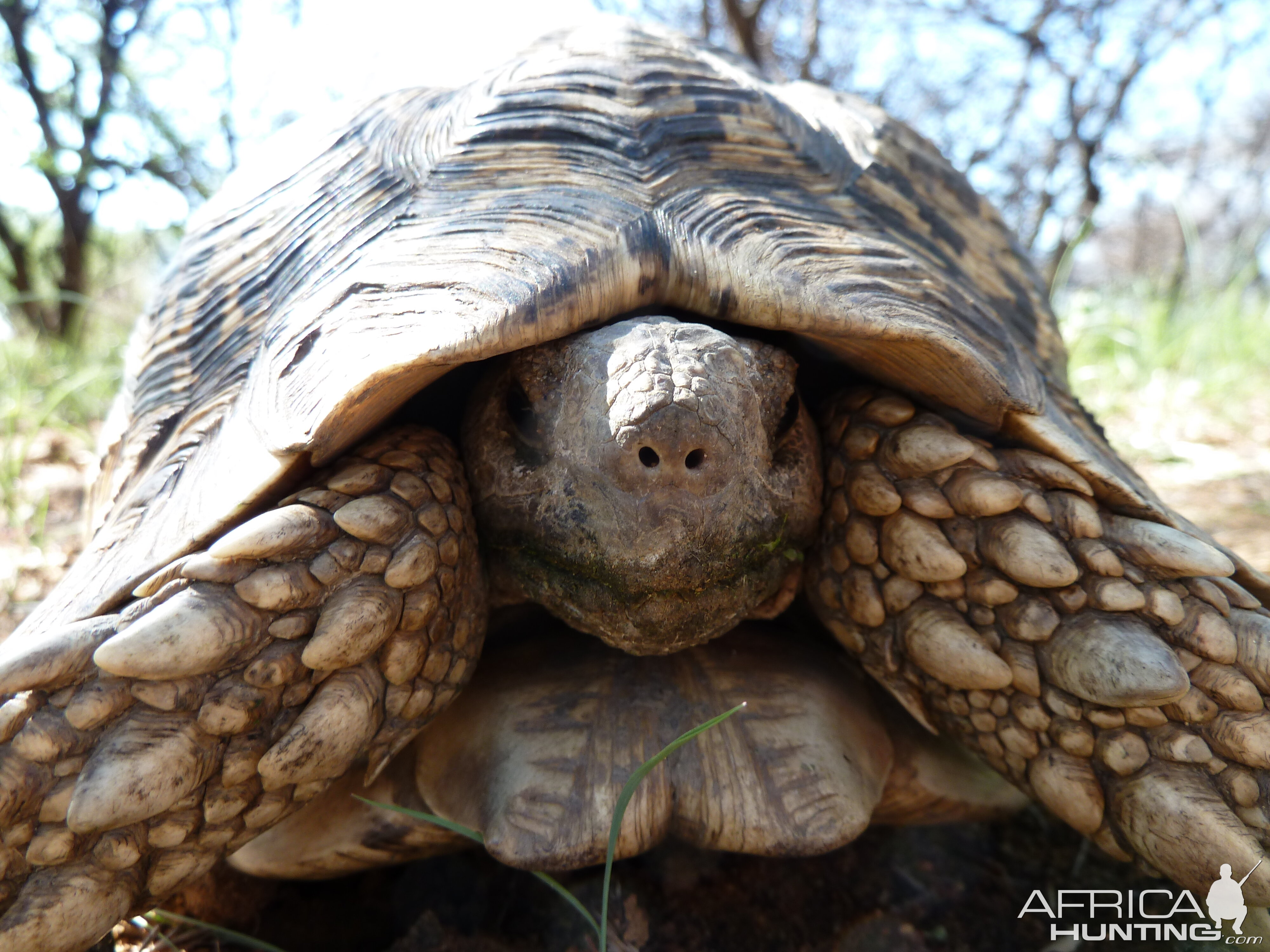 Leopard Tortoise Namibia