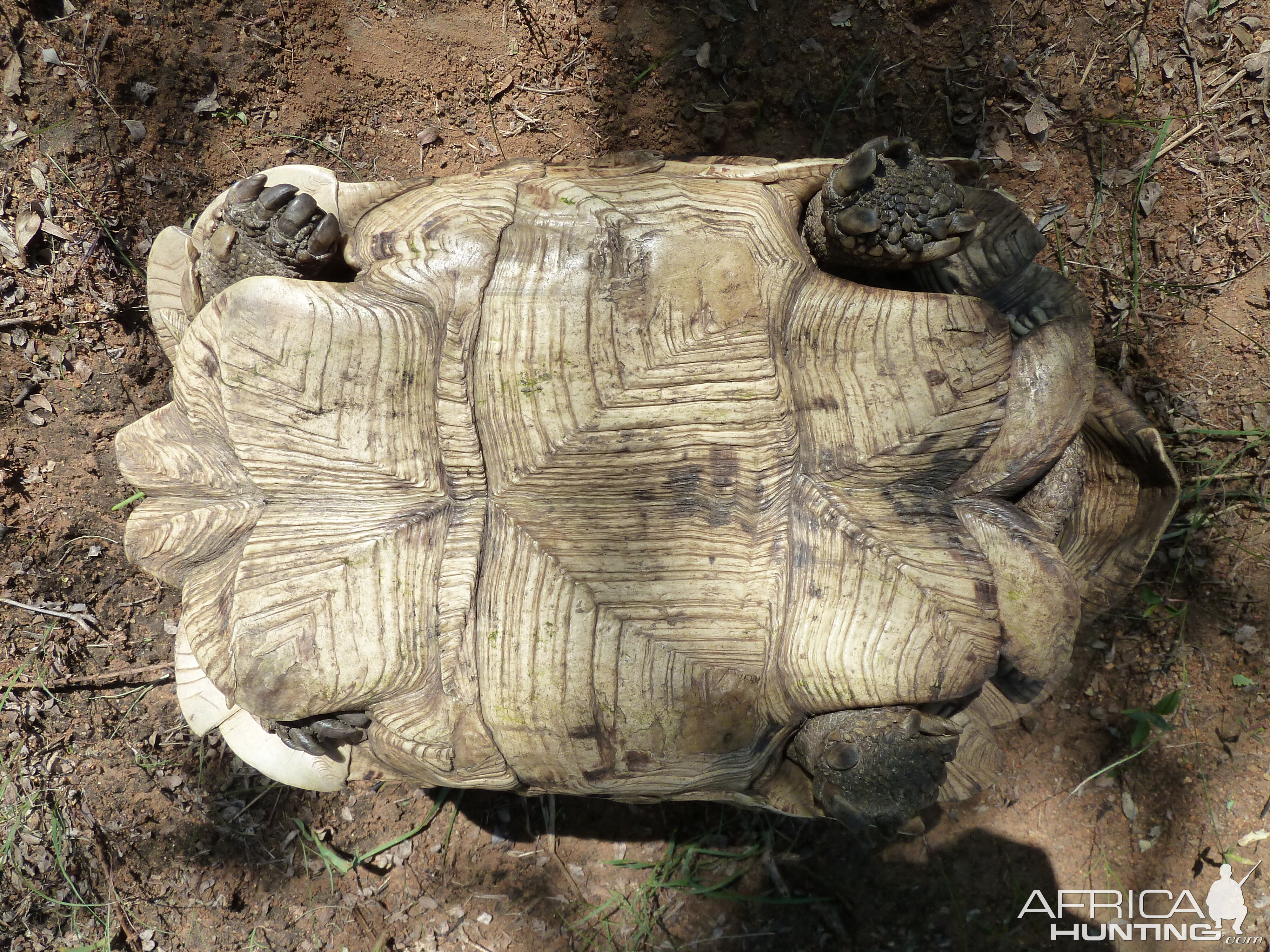 Leopard Tortoise Namibia