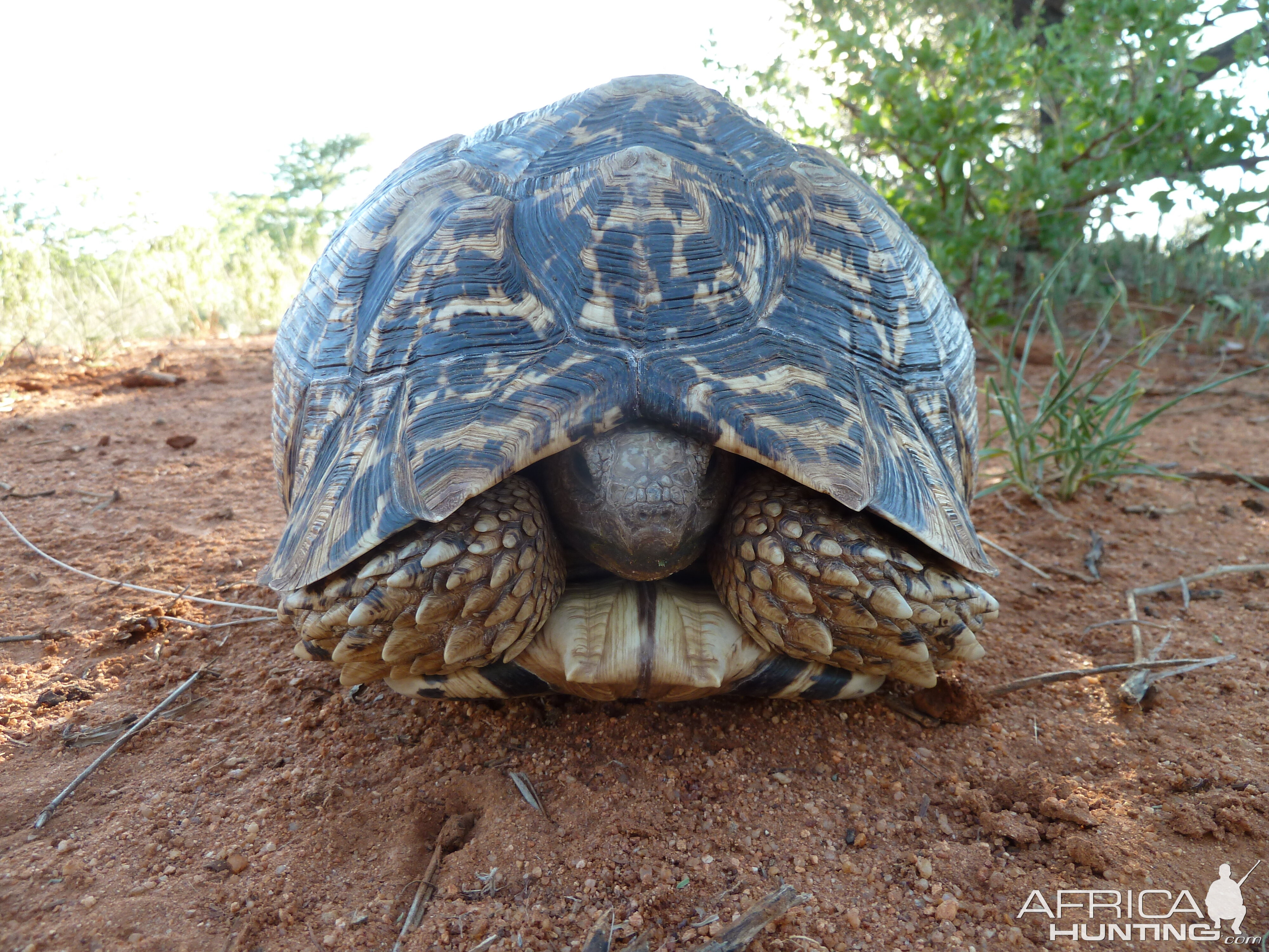 Leopard Tortoise Namibia