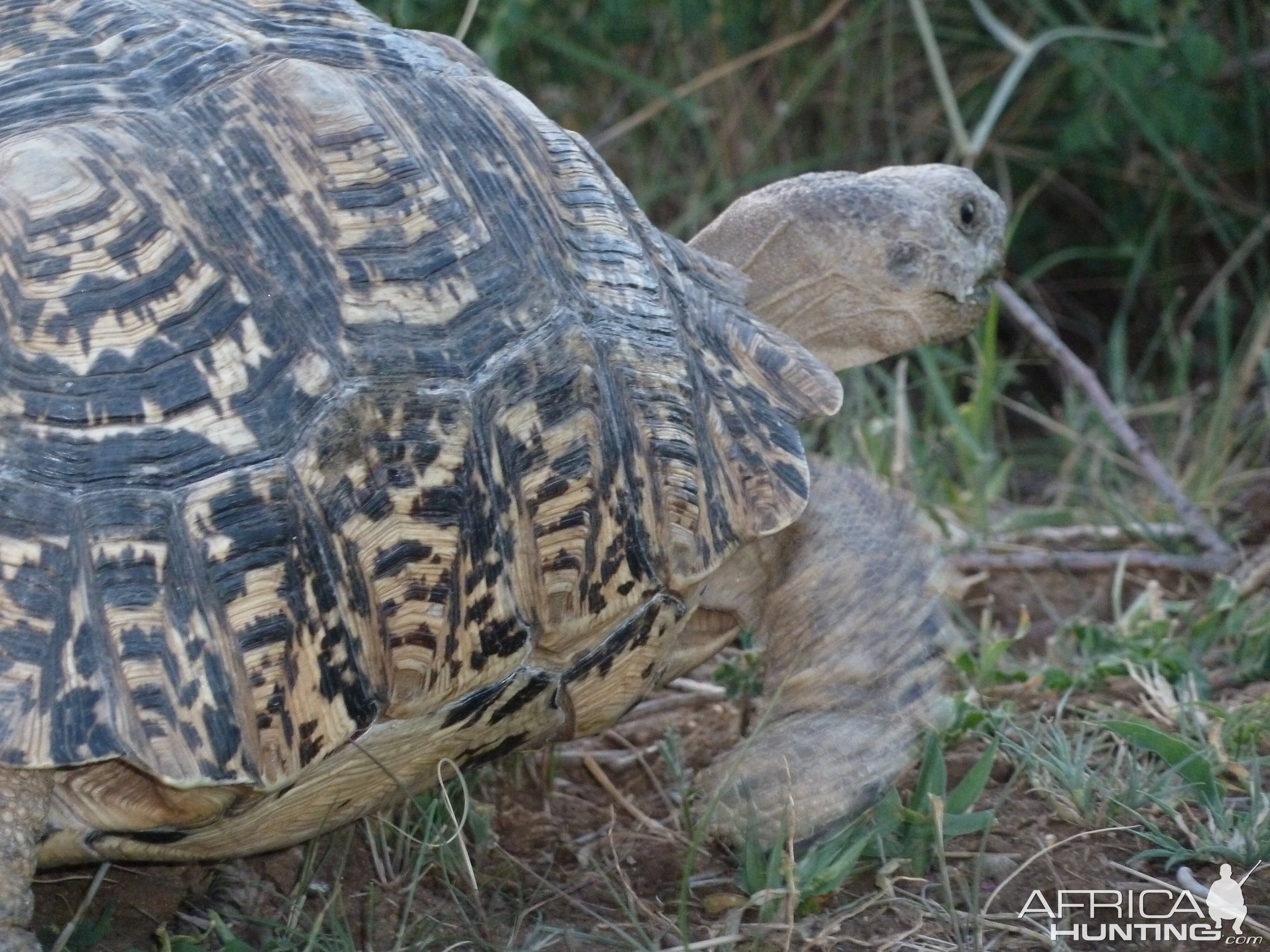 Leopard Tortoise Namibia