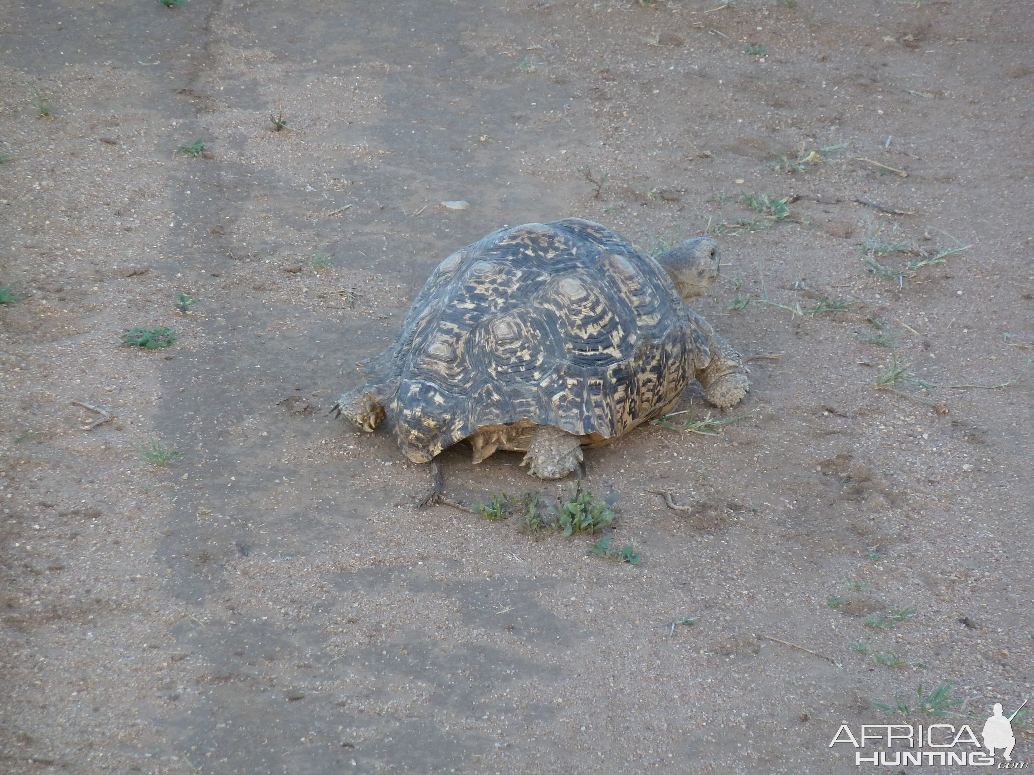 Leopard Tortoise Namibia