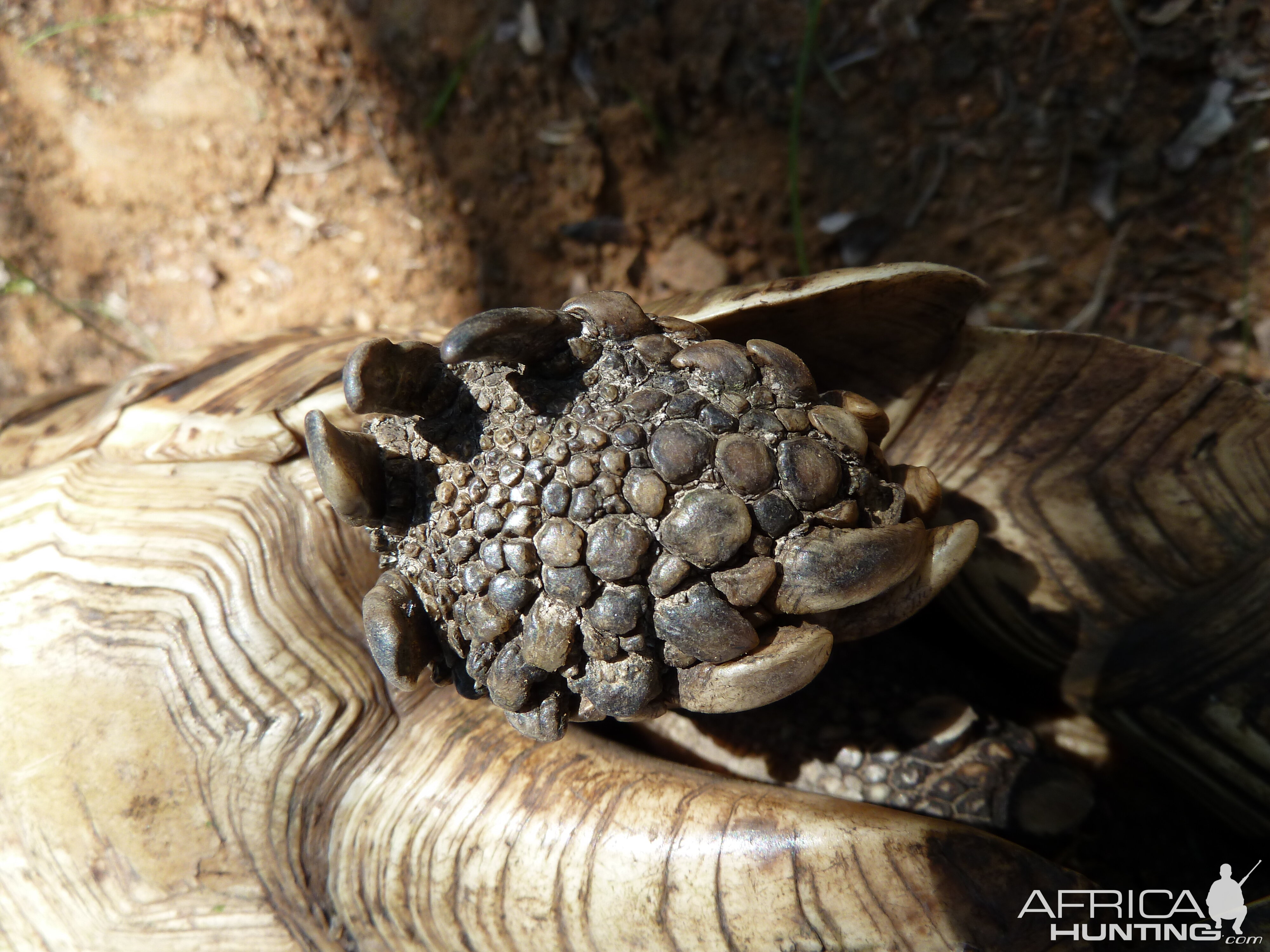 Leopard Tortoise Namibia