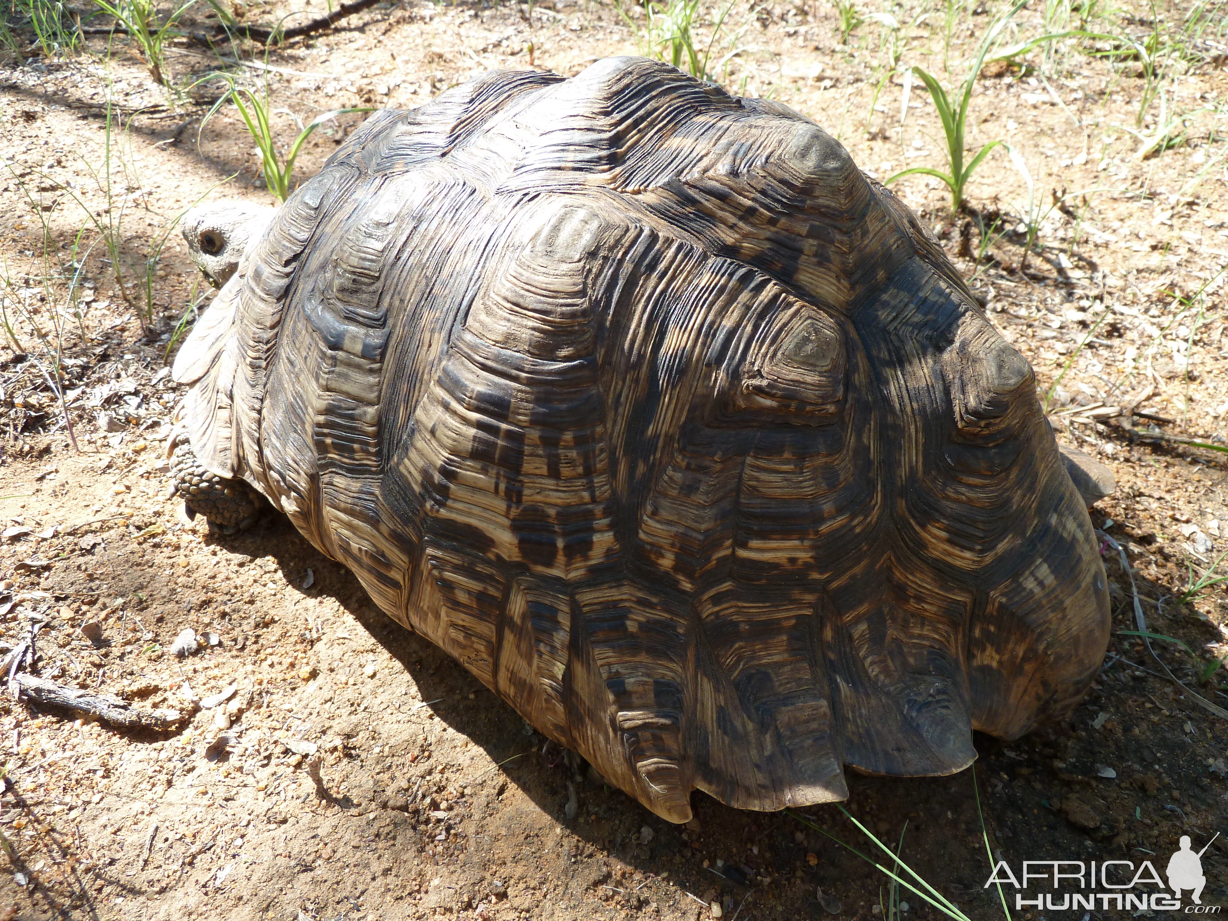 Leopard Tortoise Namibia