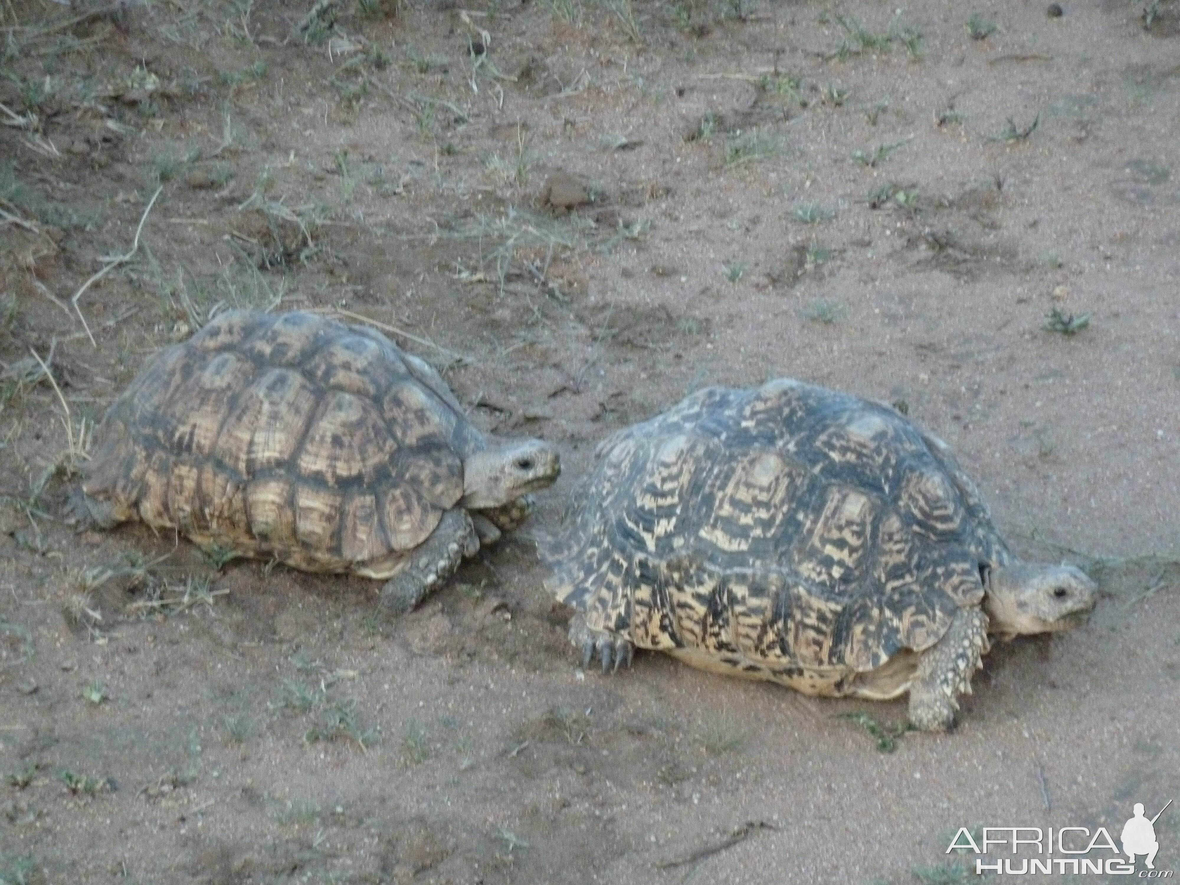 Leopard Tortoise Namibia