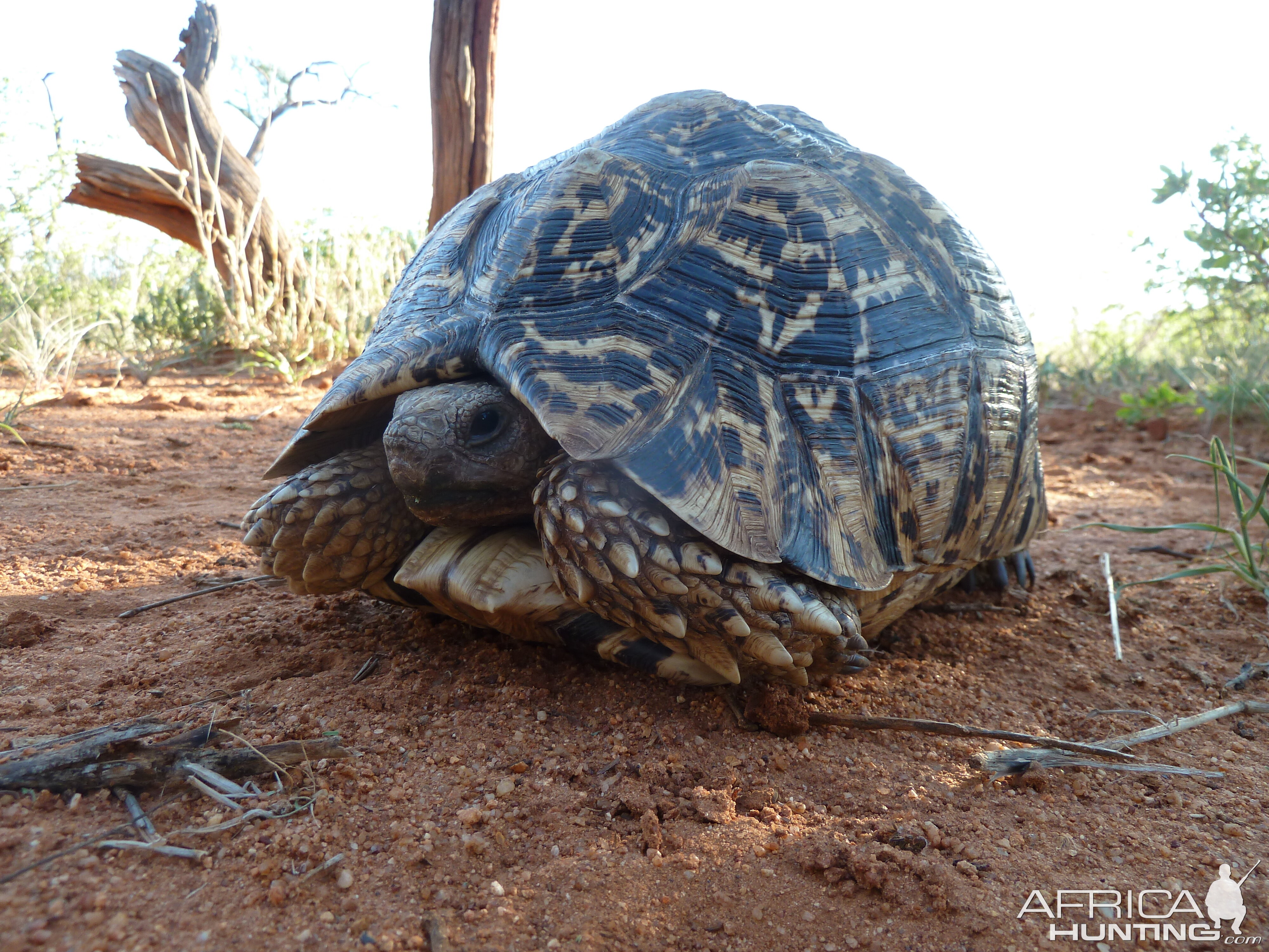 Leopard Tortoise Namibia