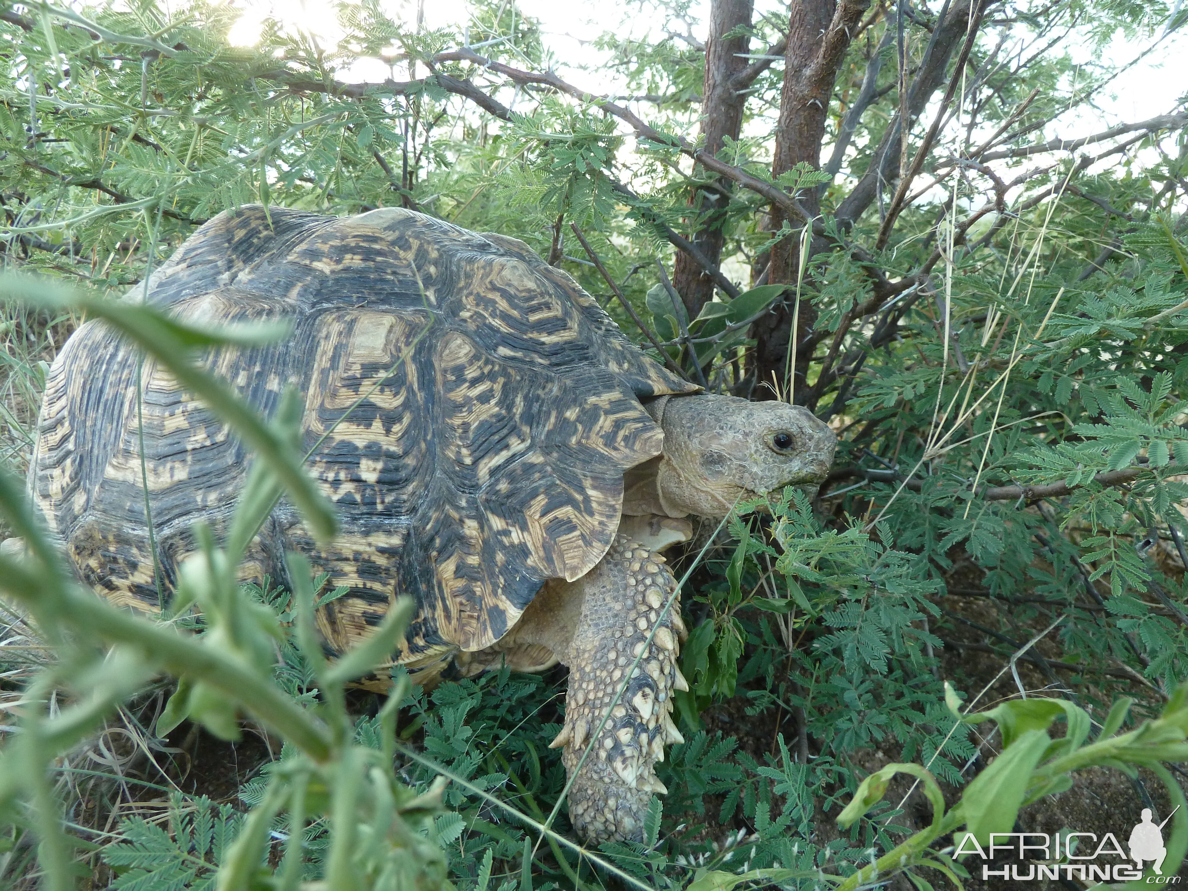 Leopard Tortoise Namibia